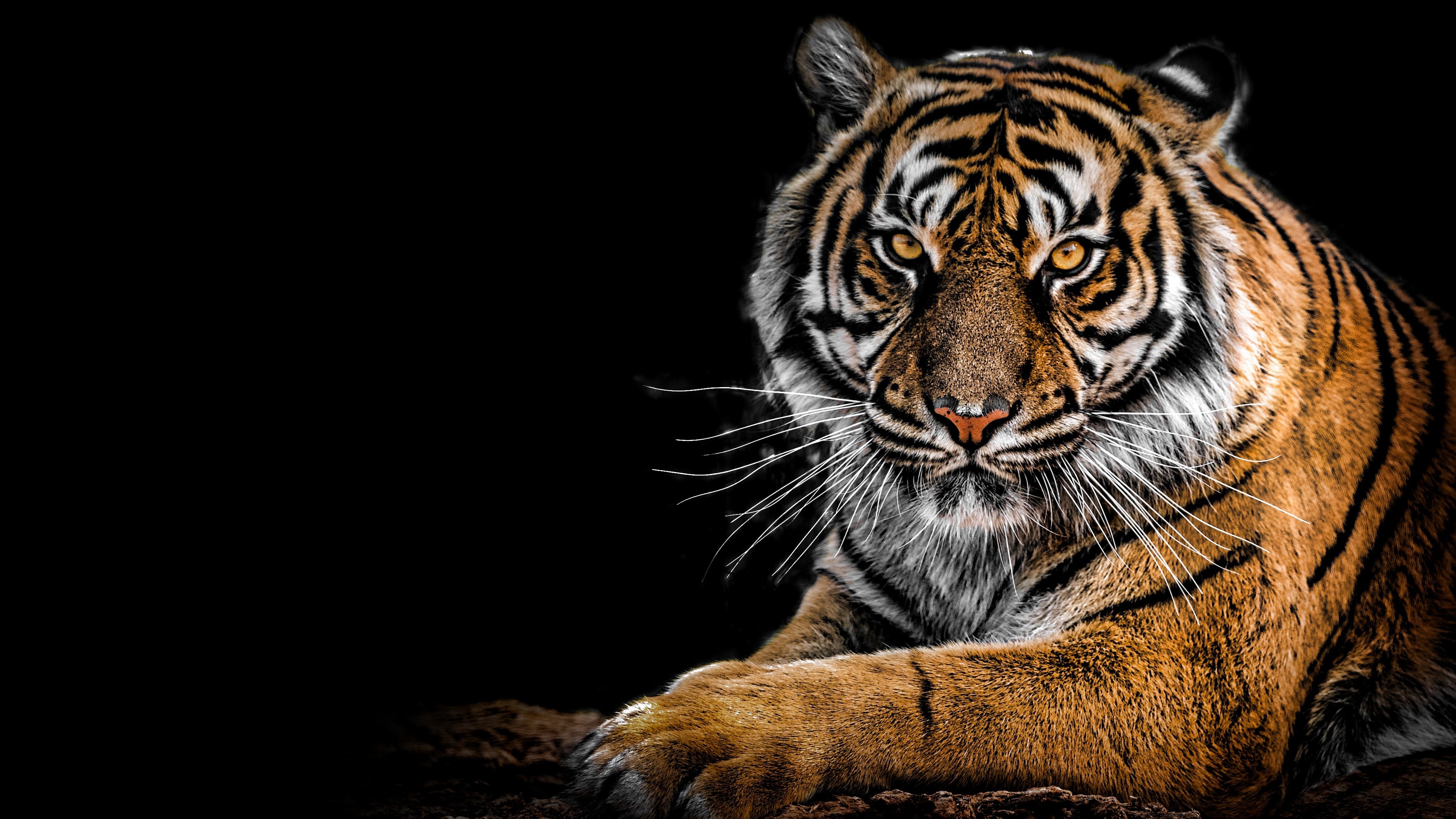 Siberian Tiger 4k Ultra HD Wallpapers