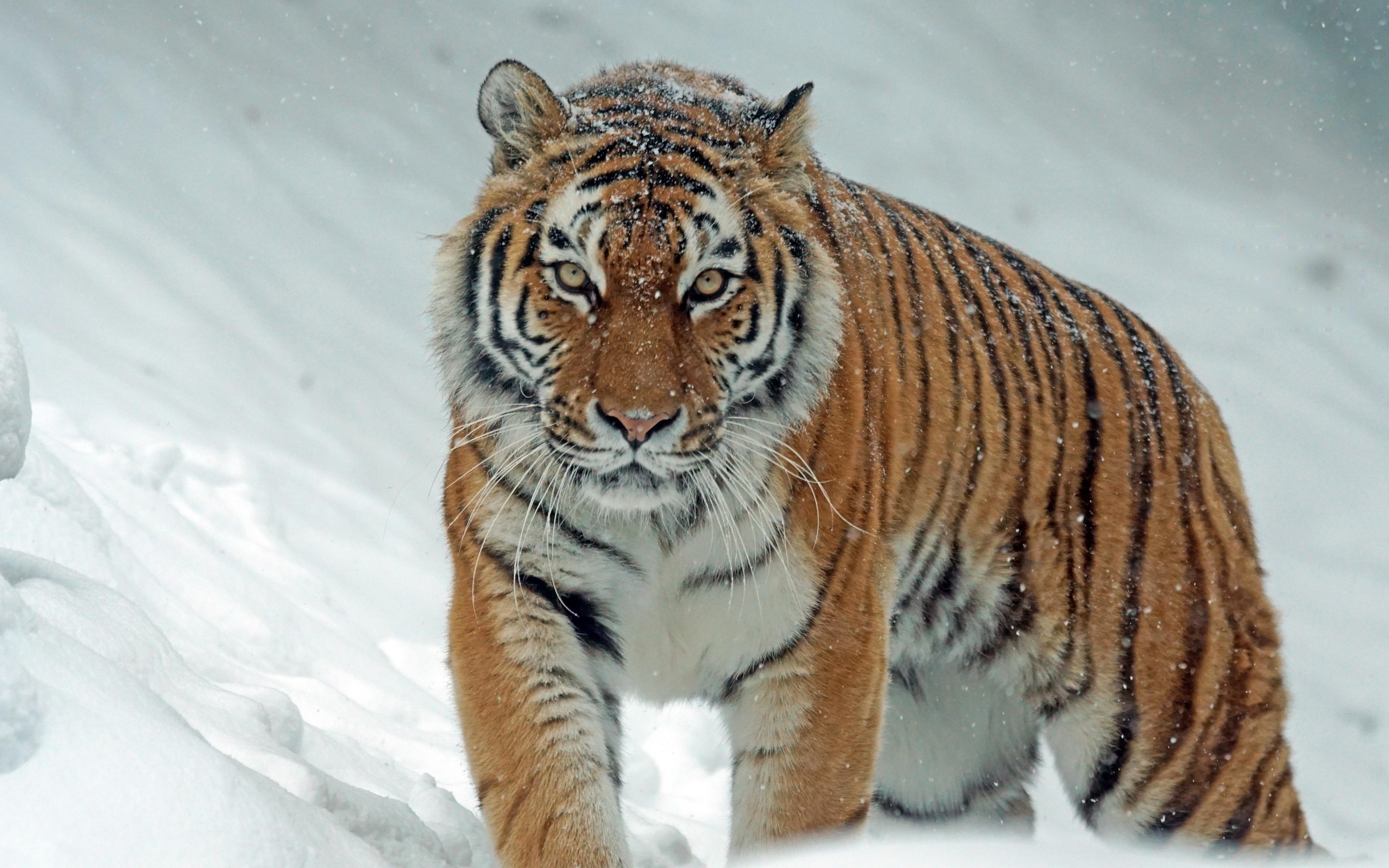 Download wallpapers 3840x2400 tiger, predator, big cat, snow