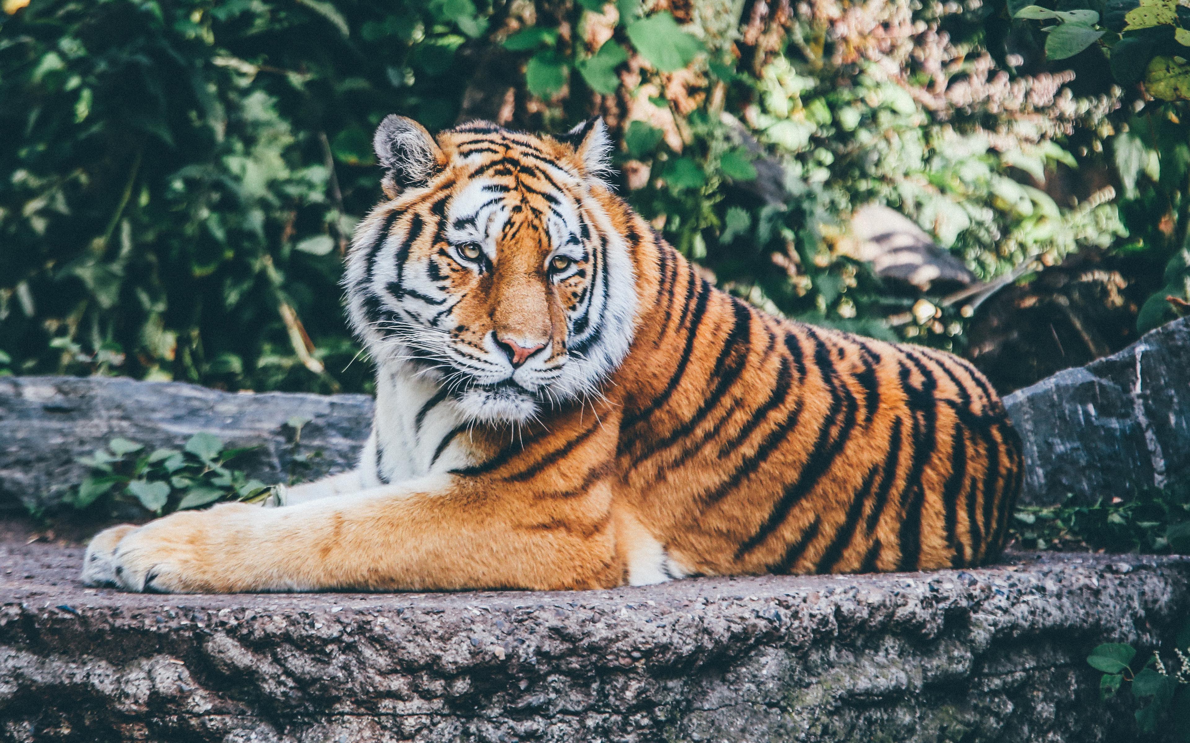 Zoo Tiger 4K Wallpapers