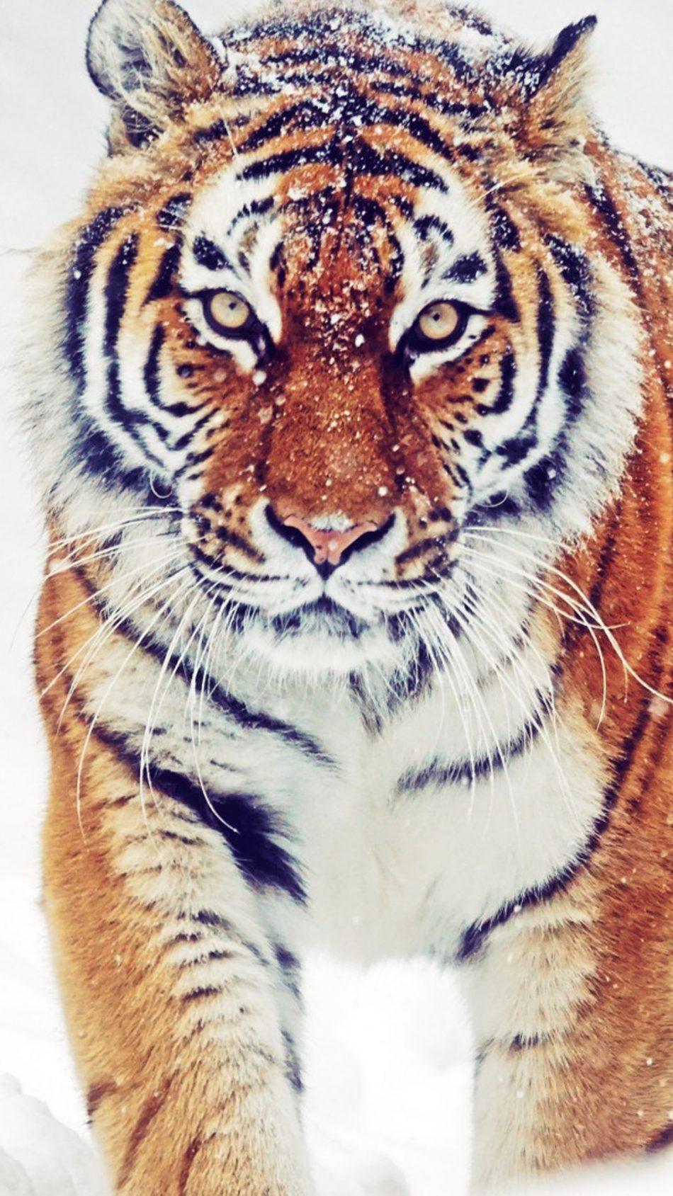 Download Siberian Tiger Winter Snowfall Free Pure 4K Ultra