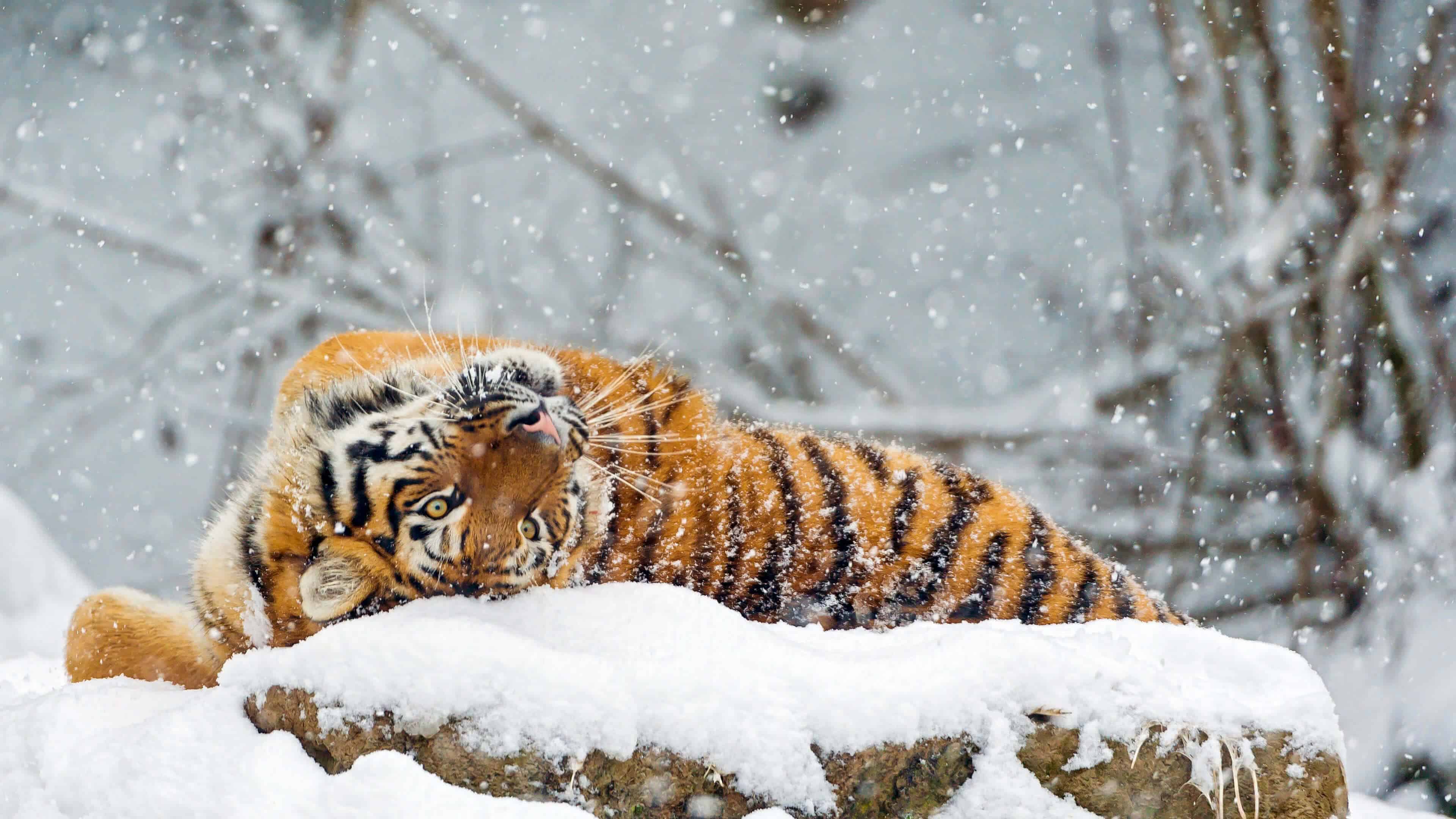 Tiger Rolling In The Snow UHD 4K Wallpapers