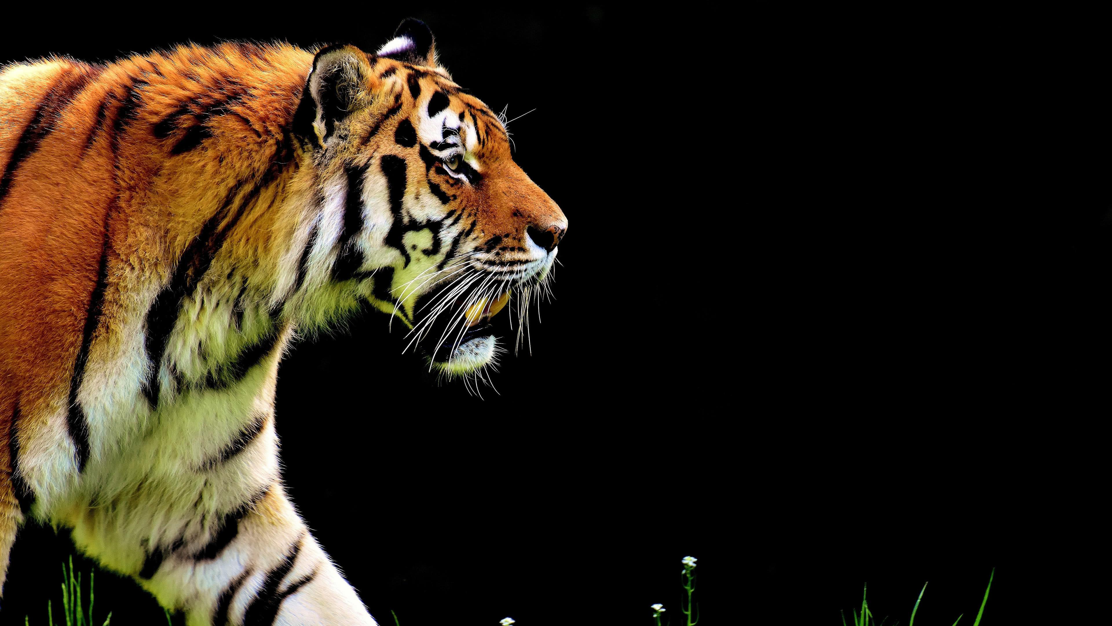 Bengal Tiger UHD 4K Wallpapers