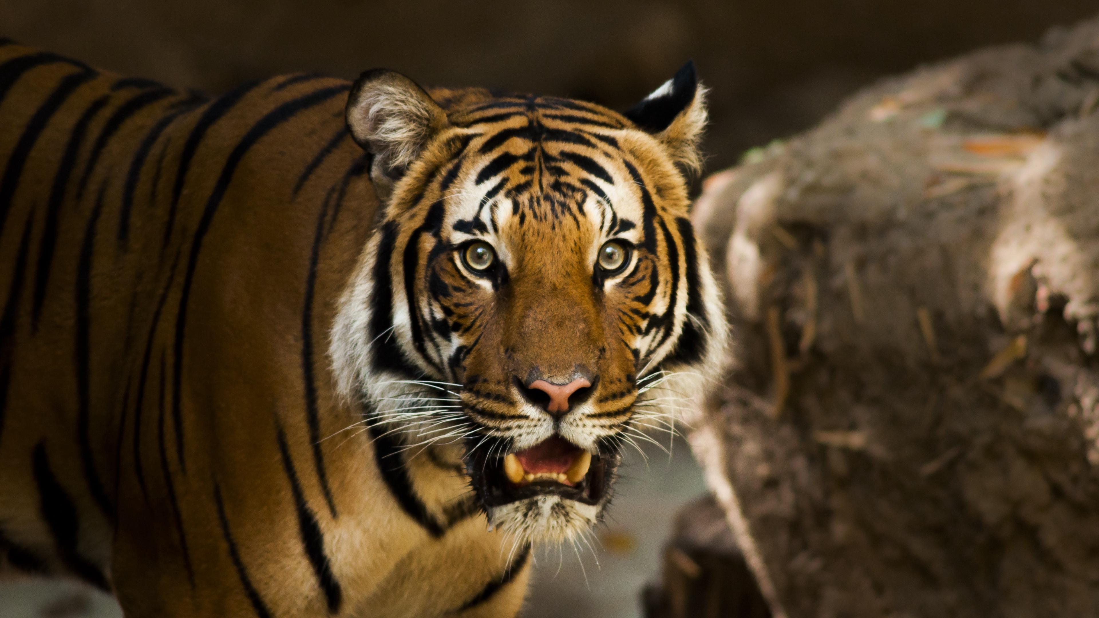 Download wallpapers 3840x2160 siberian tiger, predator, wild