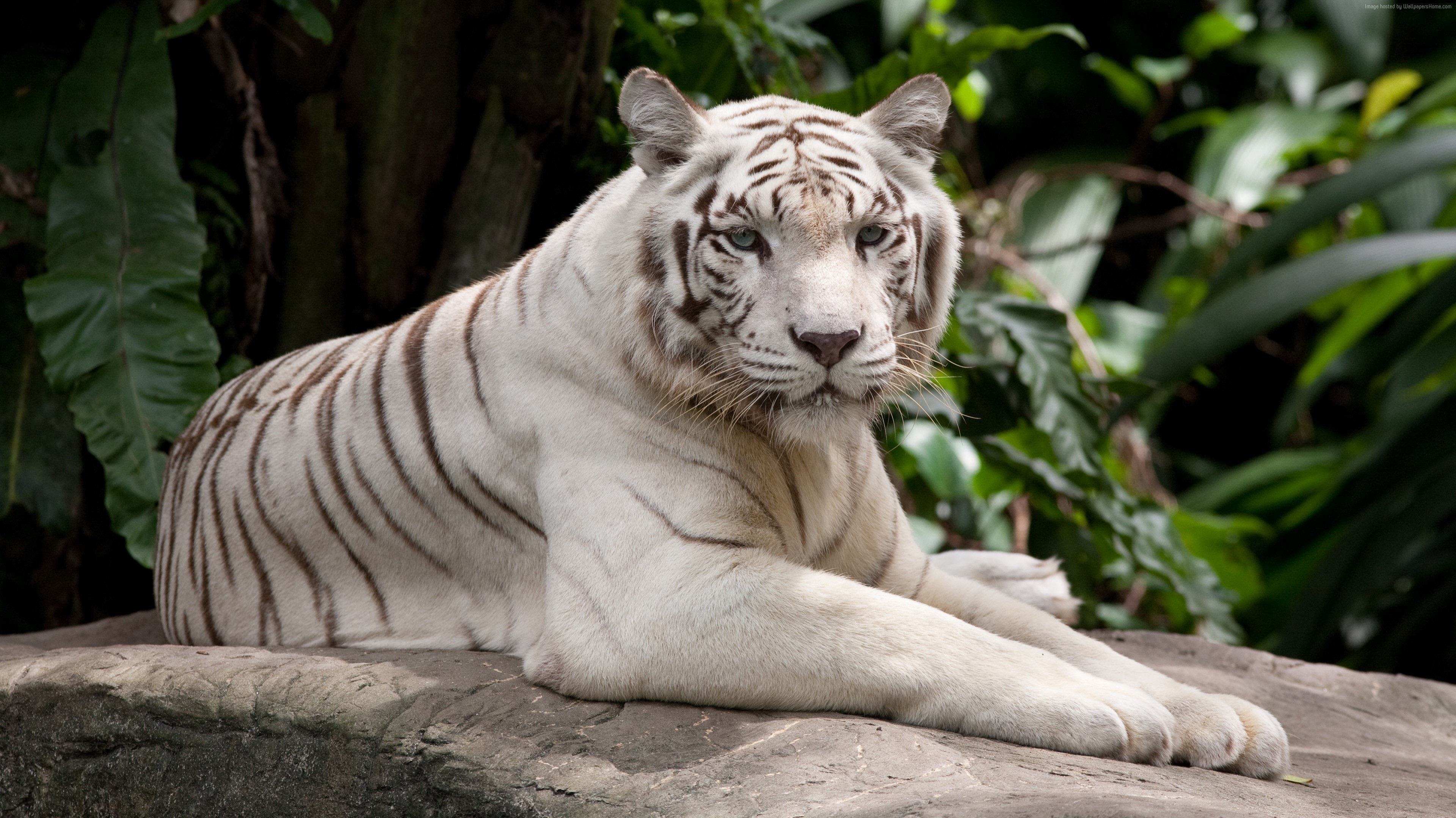 Wallpapers White tiger have a rest 3840x2160 UHD 4K Picture