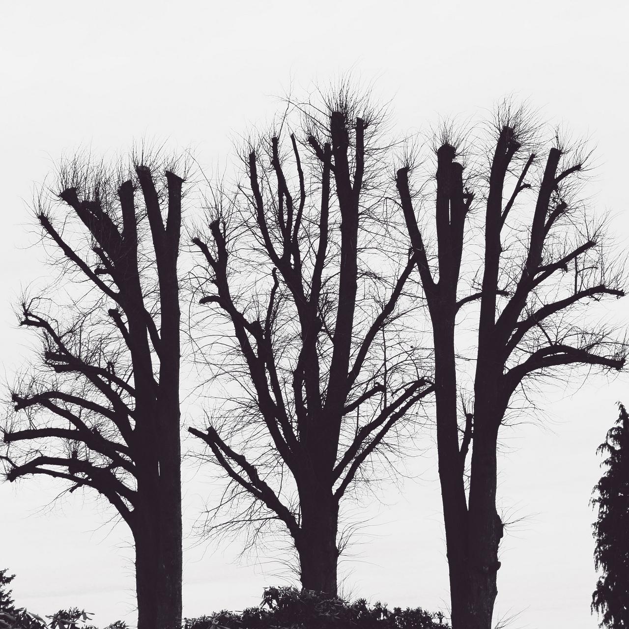 Download wallpaper 1280x1280 trees, branches, aesthetic, bw