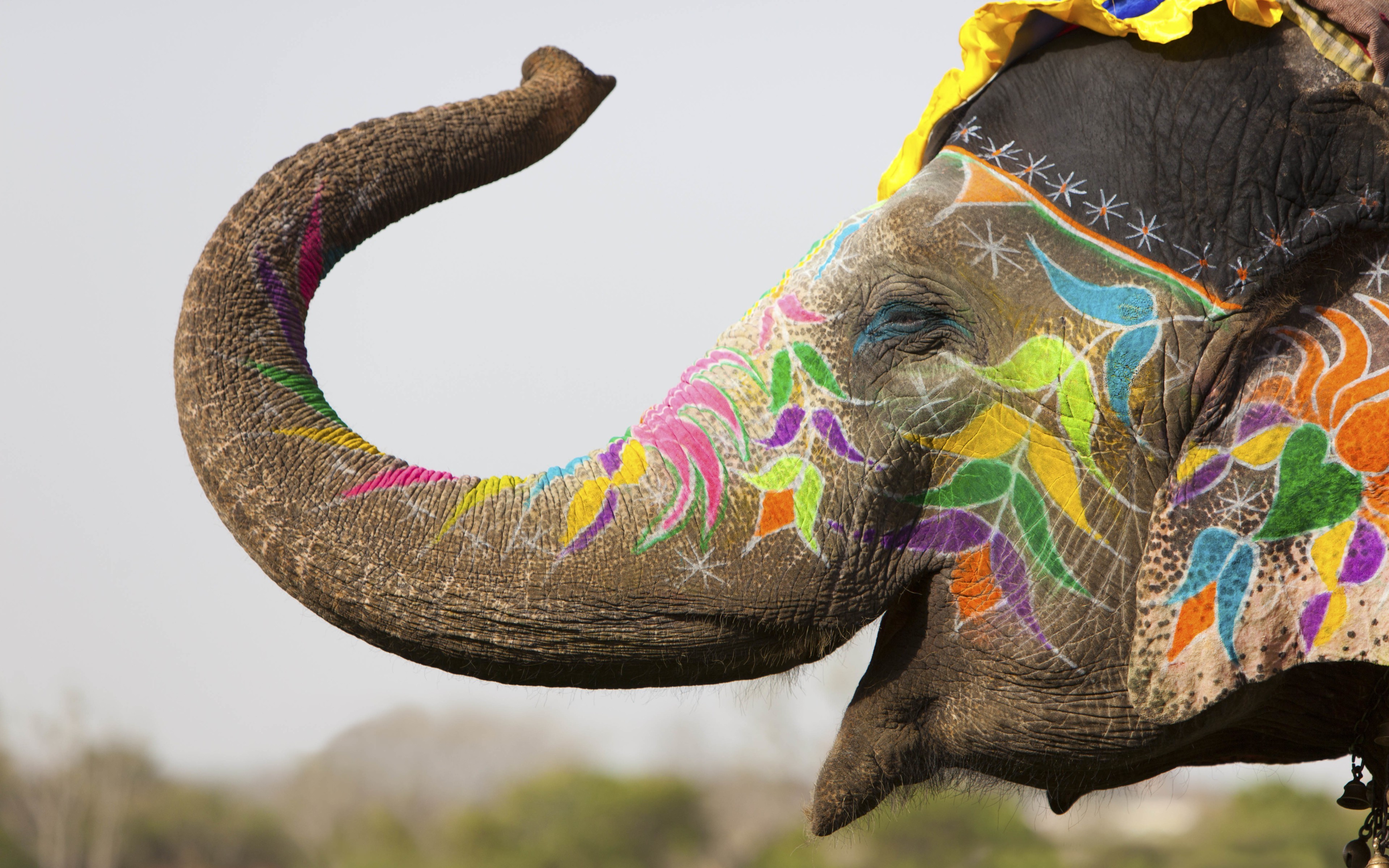 happy, Colorful, Animals, Elephants, India, Depth Of Field