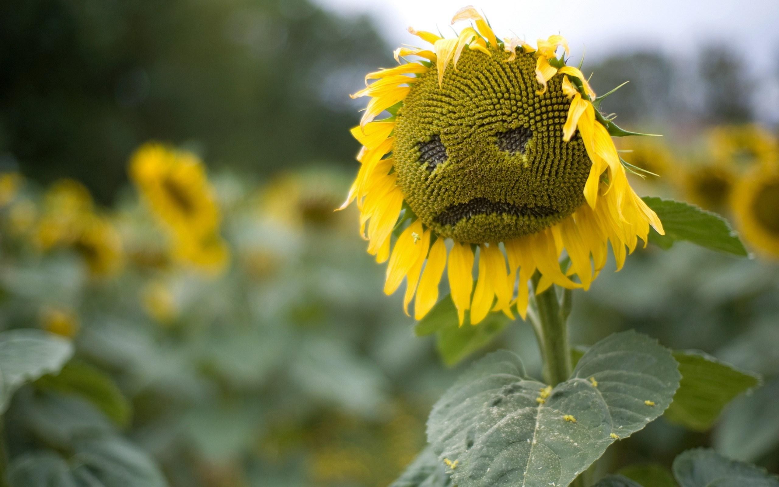Unhappy sunflower desktop wallpaper