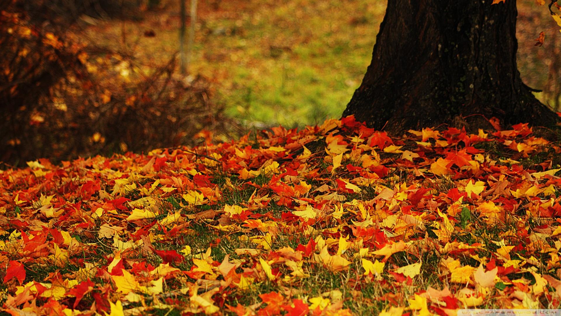 Autumn Leaves Wallpaper HD DXBUZN
