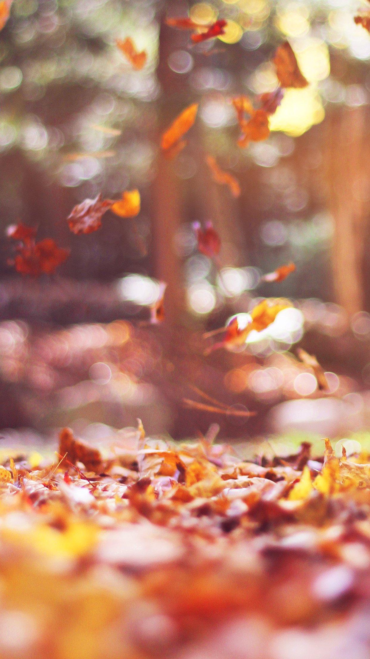 iPhone7 wallpaper. fall leaves