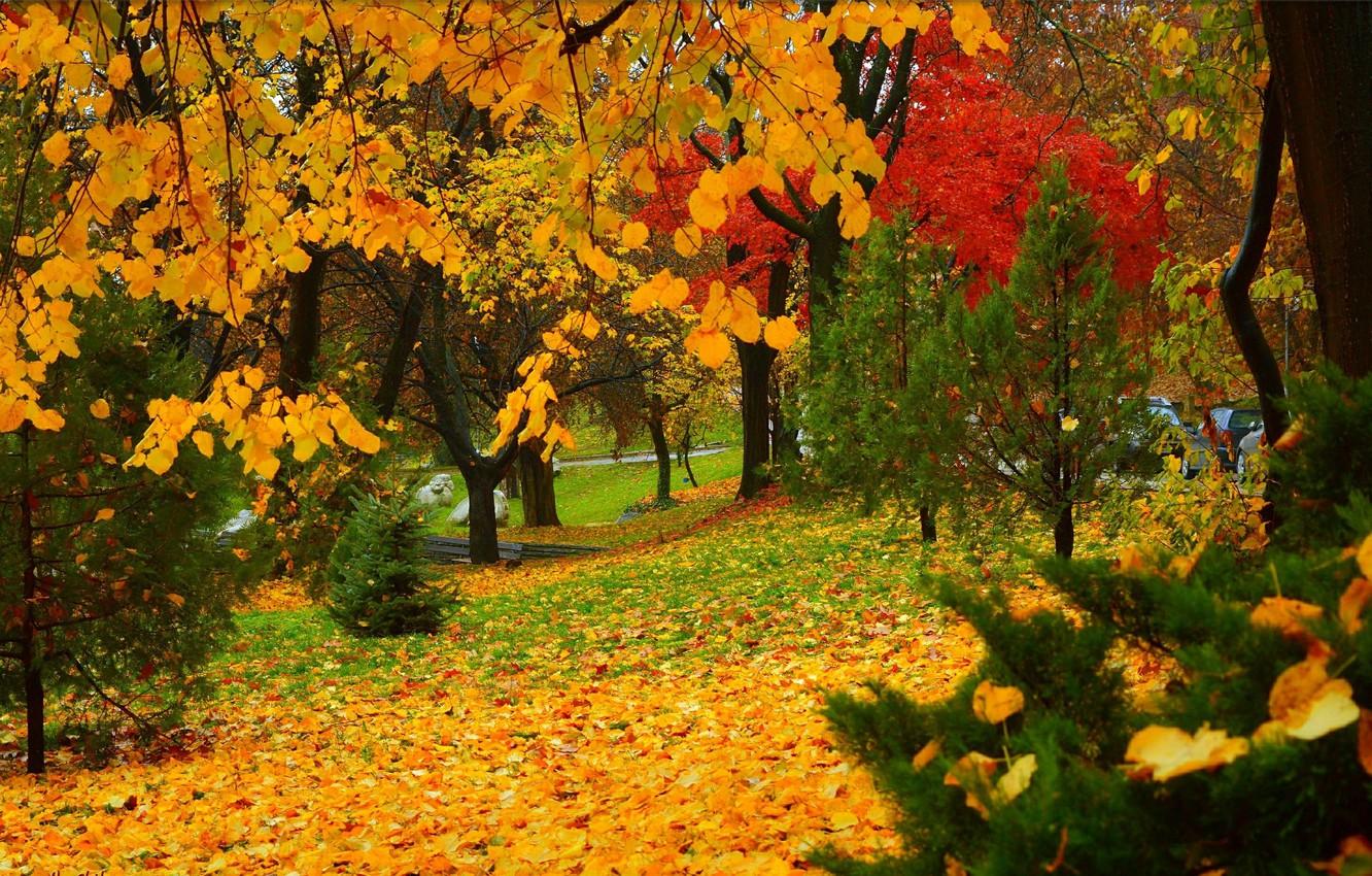 Wallpaper Autumn, Trees, Park, Fall, Foliage, Park, Autumn, Colors, Trees, Falling leaves, Leaves image for desktop, section природа