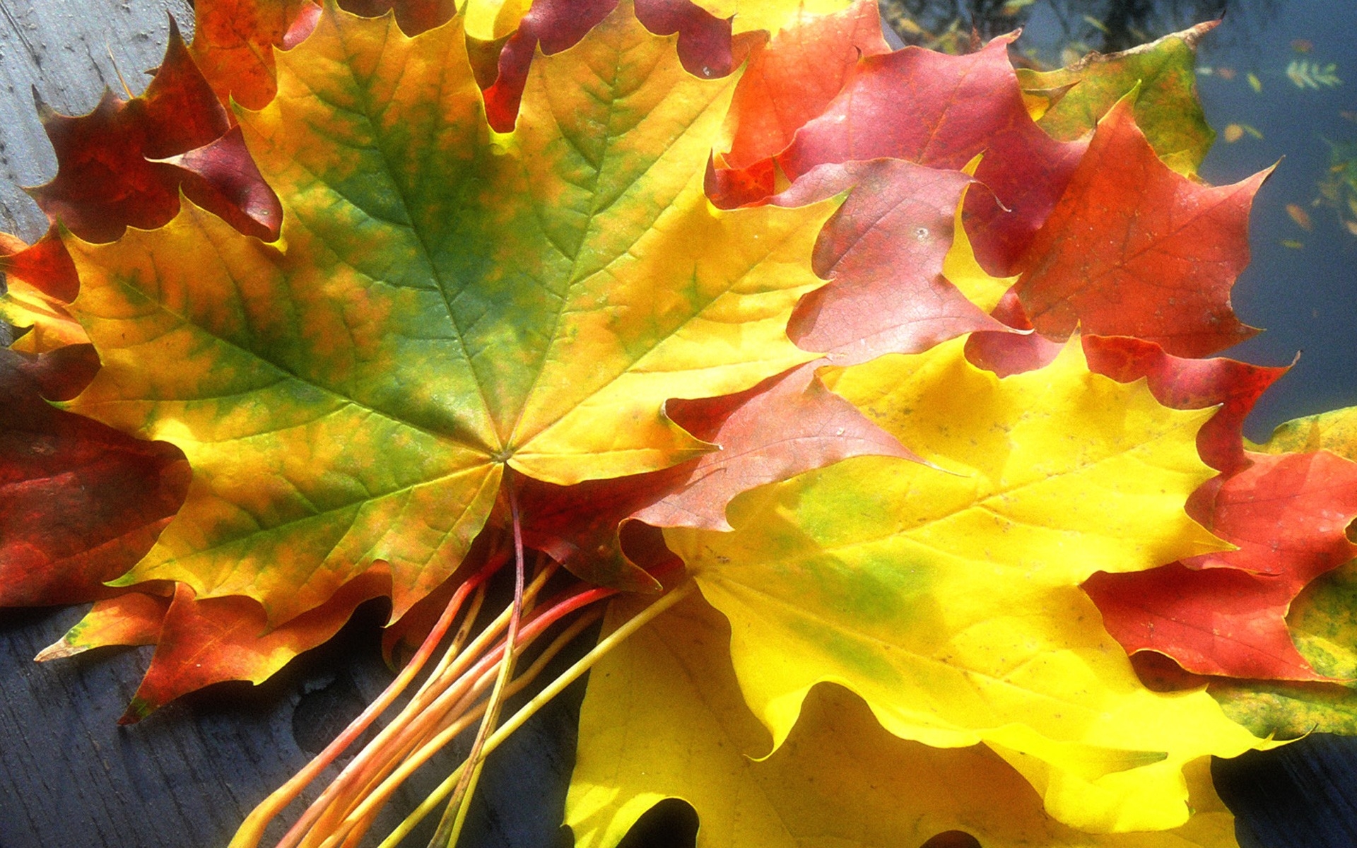Best Of 3D Falling Leaves Animated Wallpaper