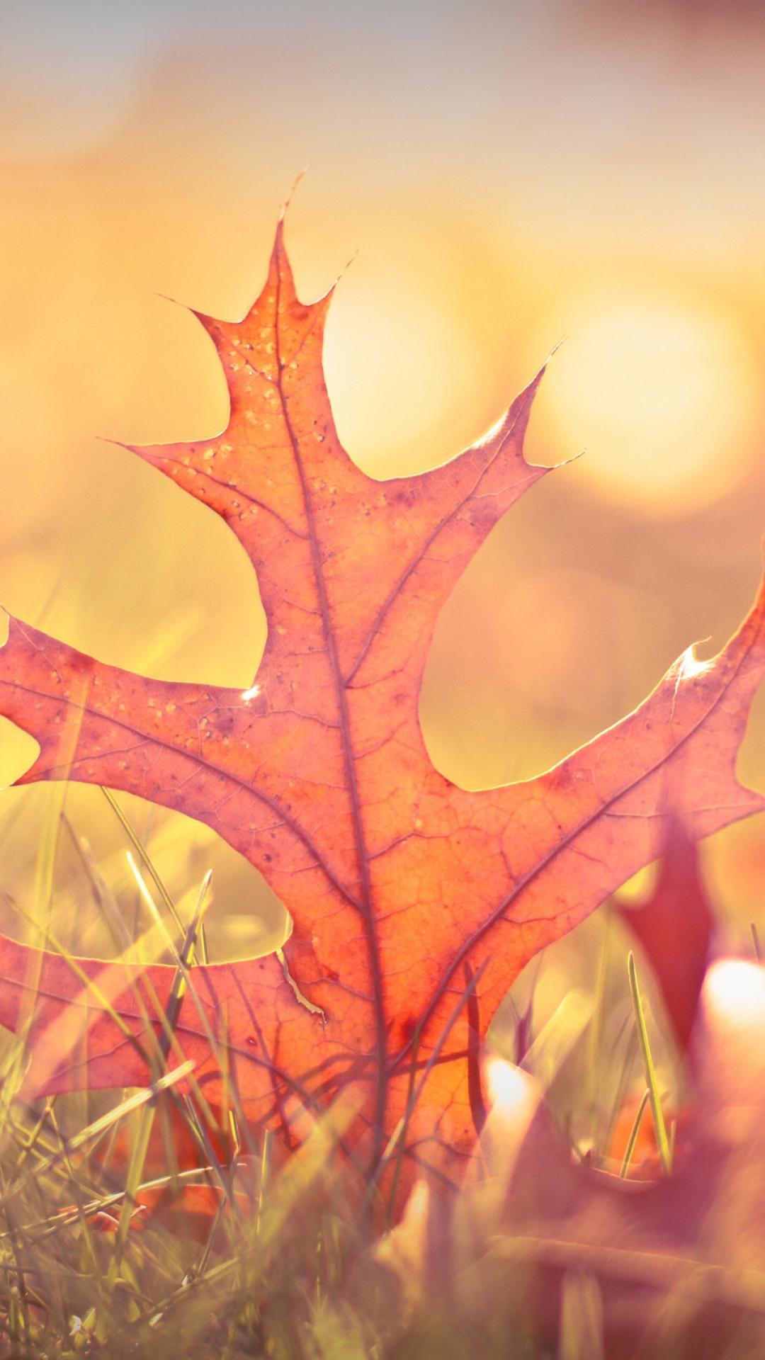 Wallpaper Weekends: Leaves Fall on Your iPhone