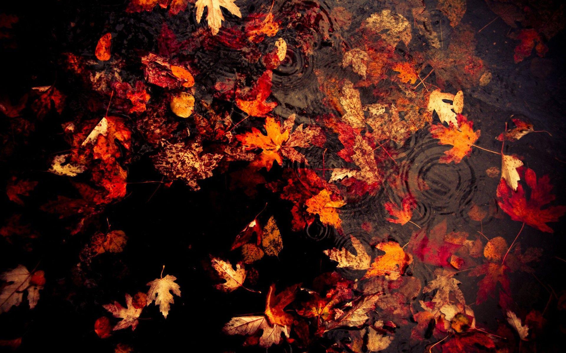 Autumn Leaves in Water Wallpaper