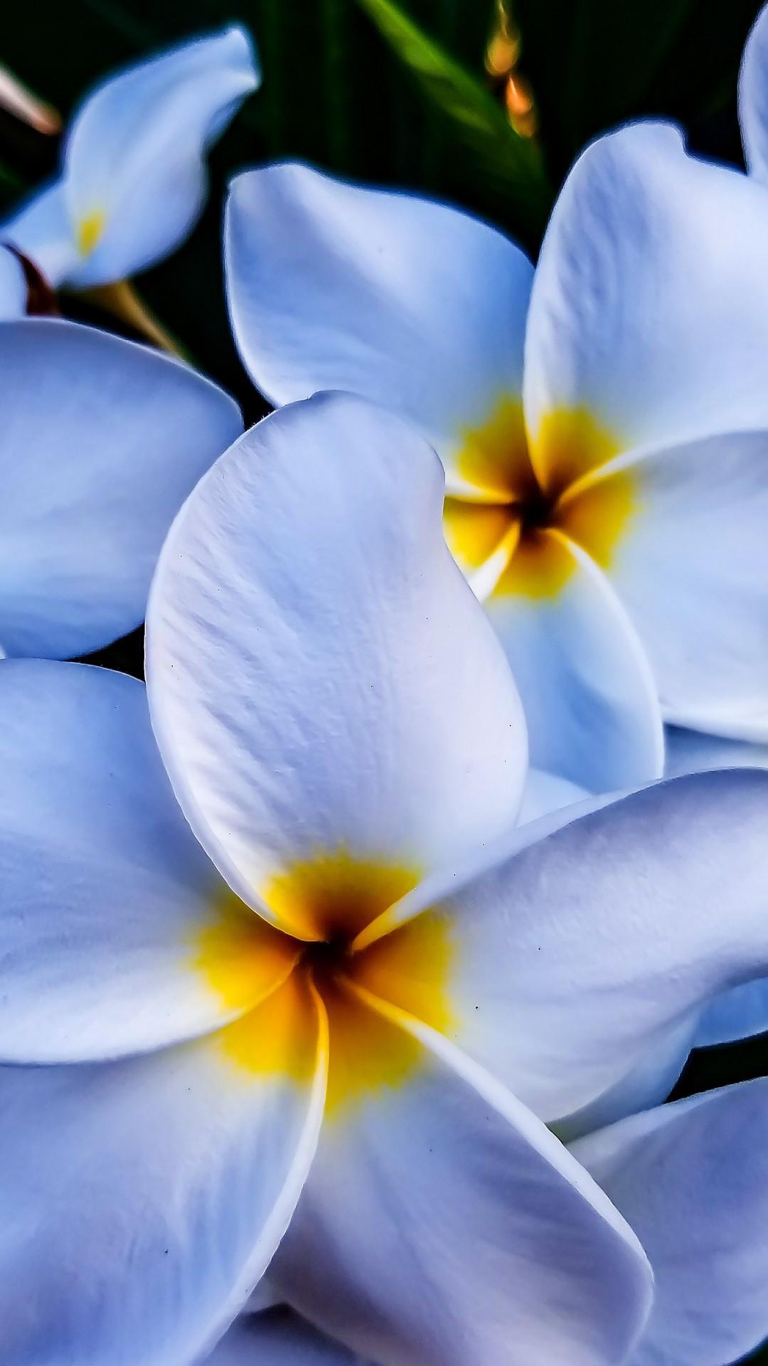 Download Summer Flowers In Kolkata, Summer Flowers