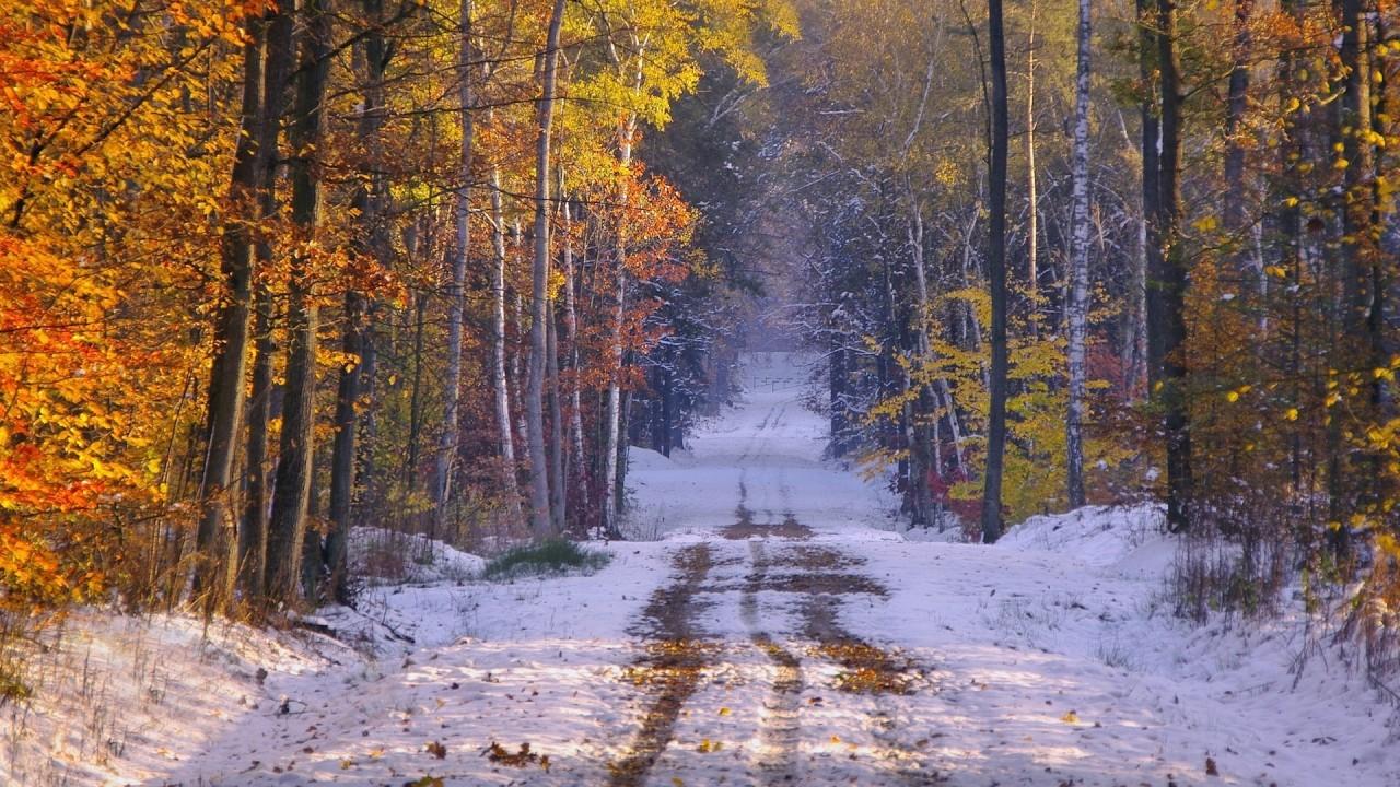 Snowy Path Forest Late Autumn wallpaper. Snowy Path Forest Late Autumn