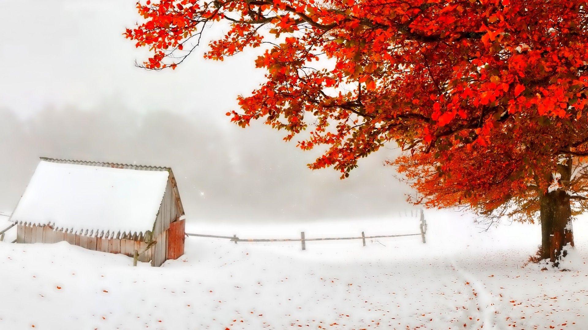 Storm Shack Tree Red Snow Leaves Early Autumn Countryside