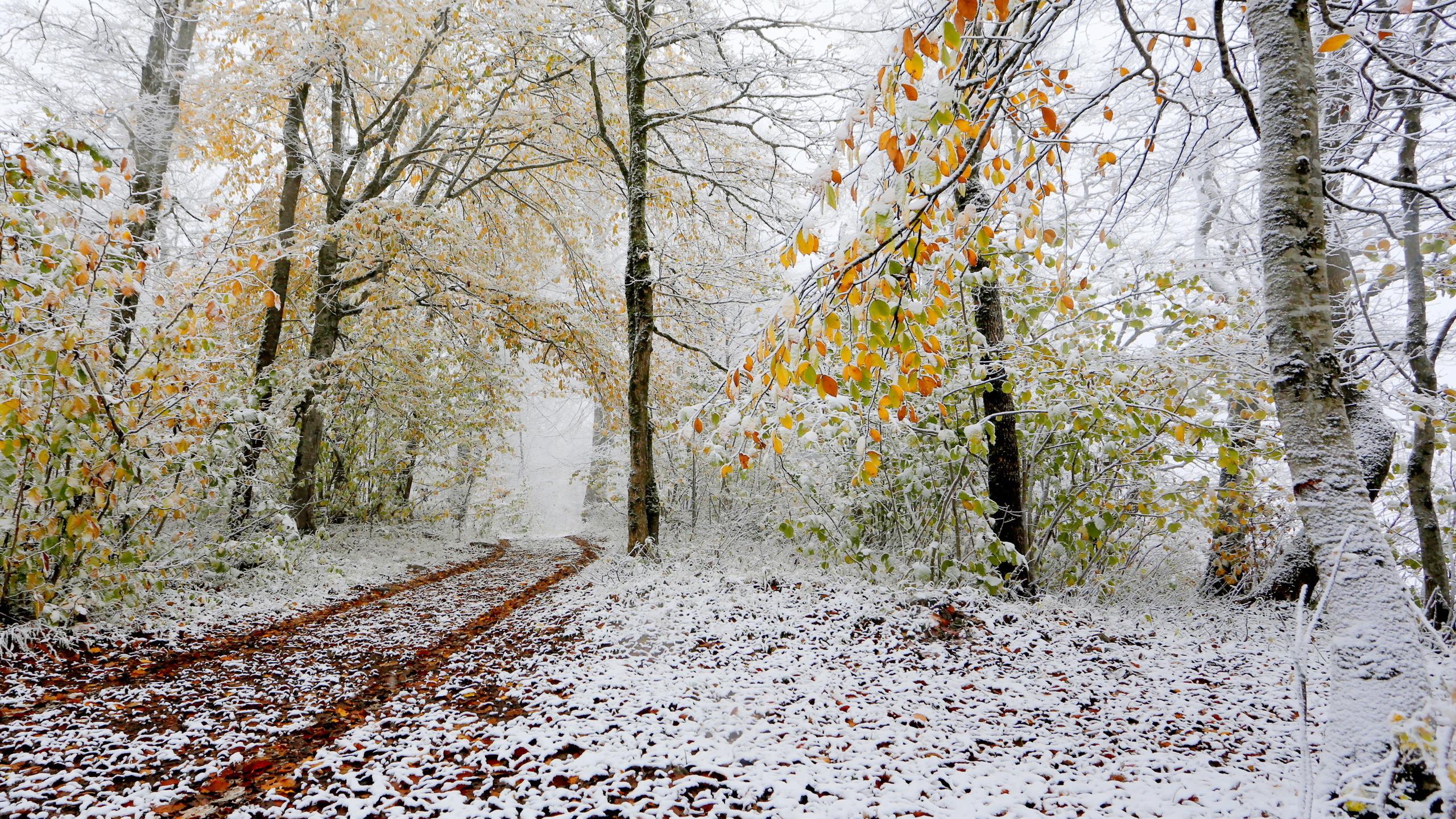 Picture Nature Autumn Snow Roads forest Trees 2560x1440