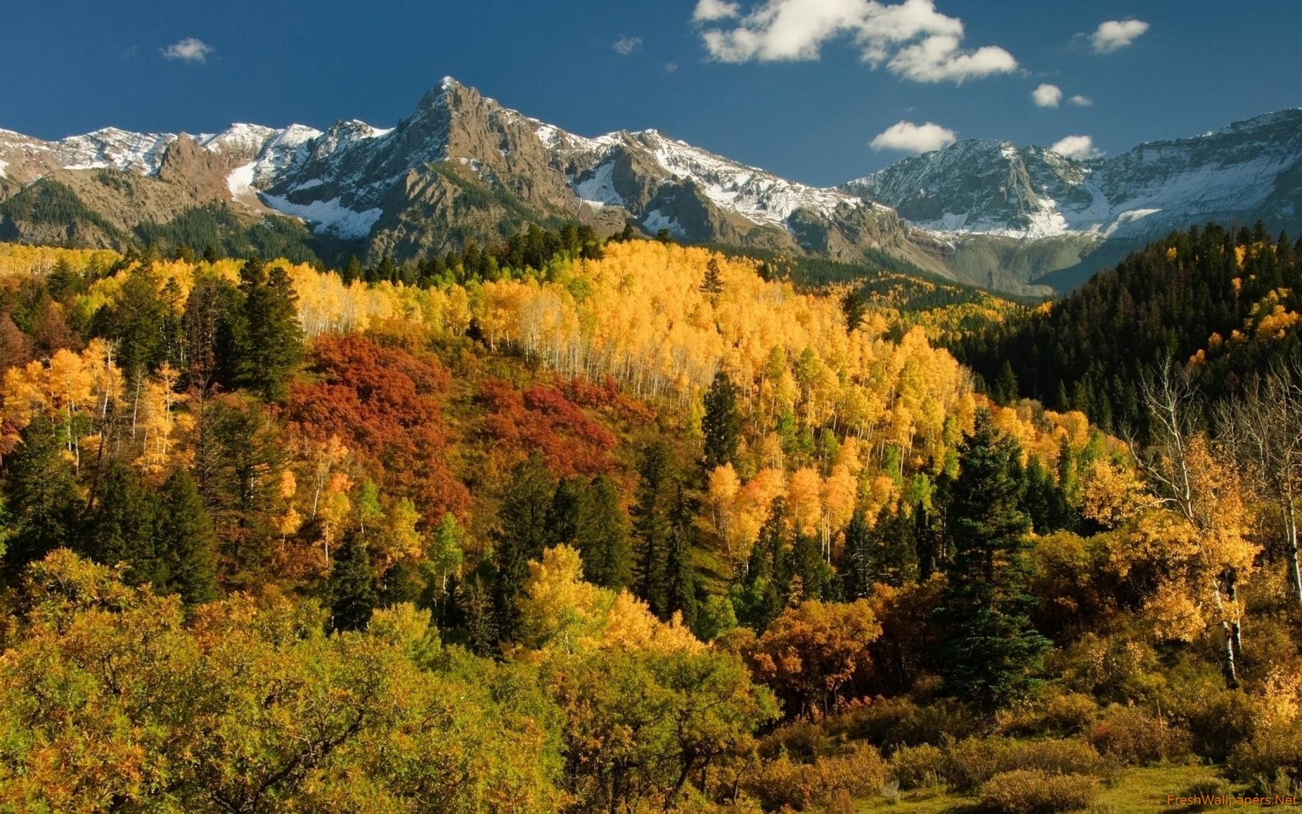 Autumn forest by the snowy peaks wallpaper