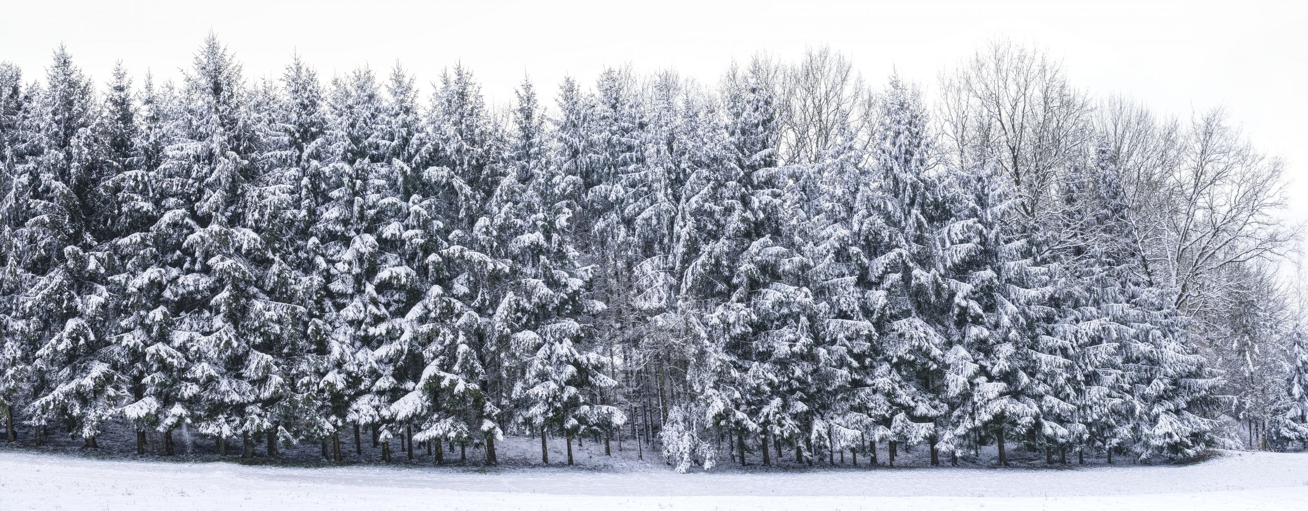 HD Snow Tree Winter Cold Wallpaper