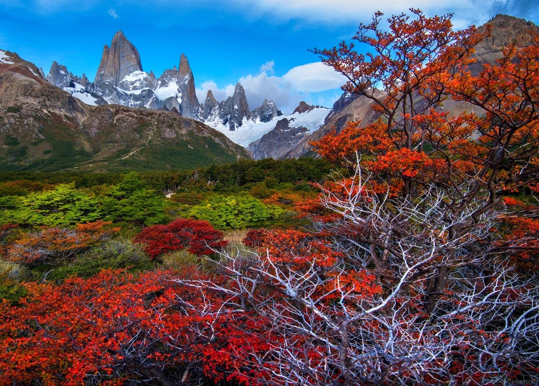 fall, Mountain, Forest, Patagonia, Trees, Snowy Peak