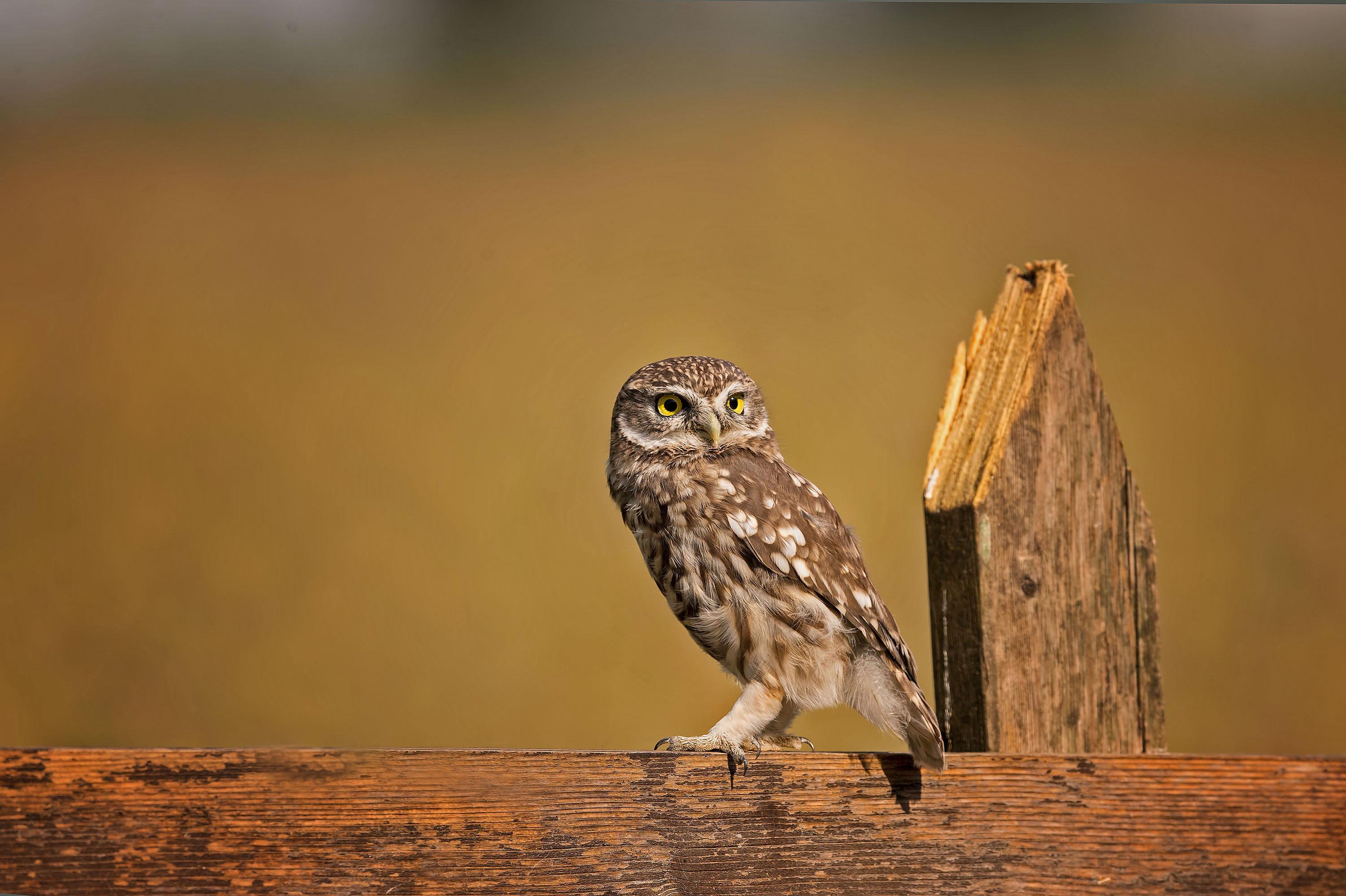 Little Owl 4k, HD Birds, 4k Wallpaper, Image, Background