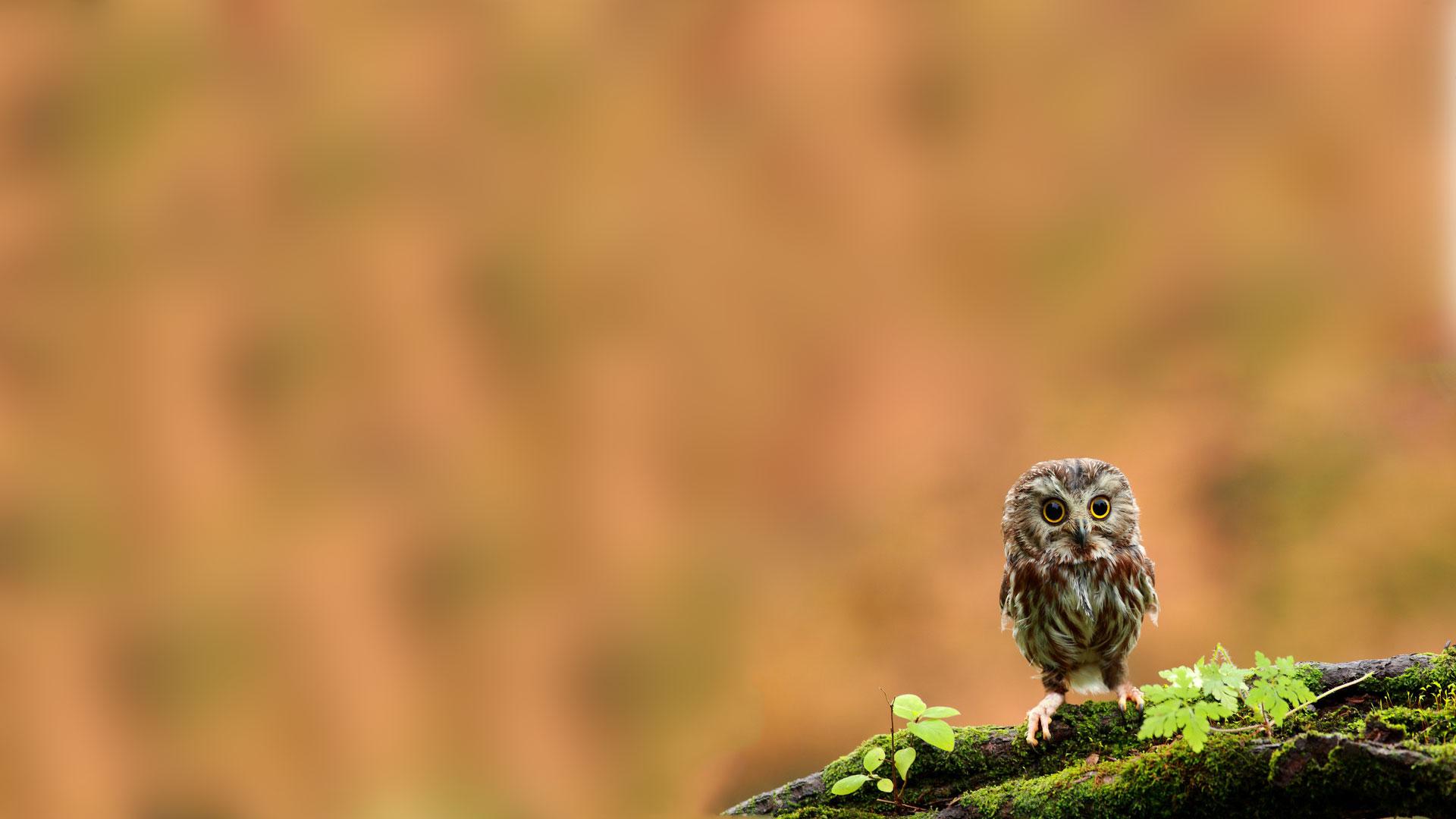 Cute Small Owl HD Wallpaperx1080