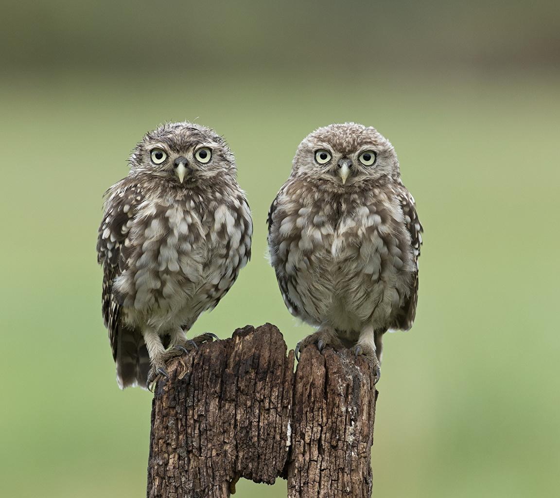 Little Owl Wallpapers - Wallpaper Cave