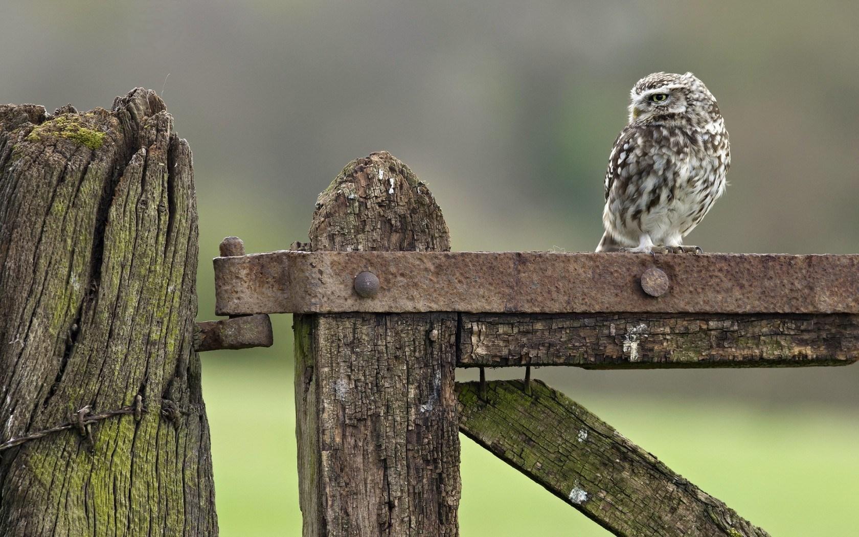 Little Owl