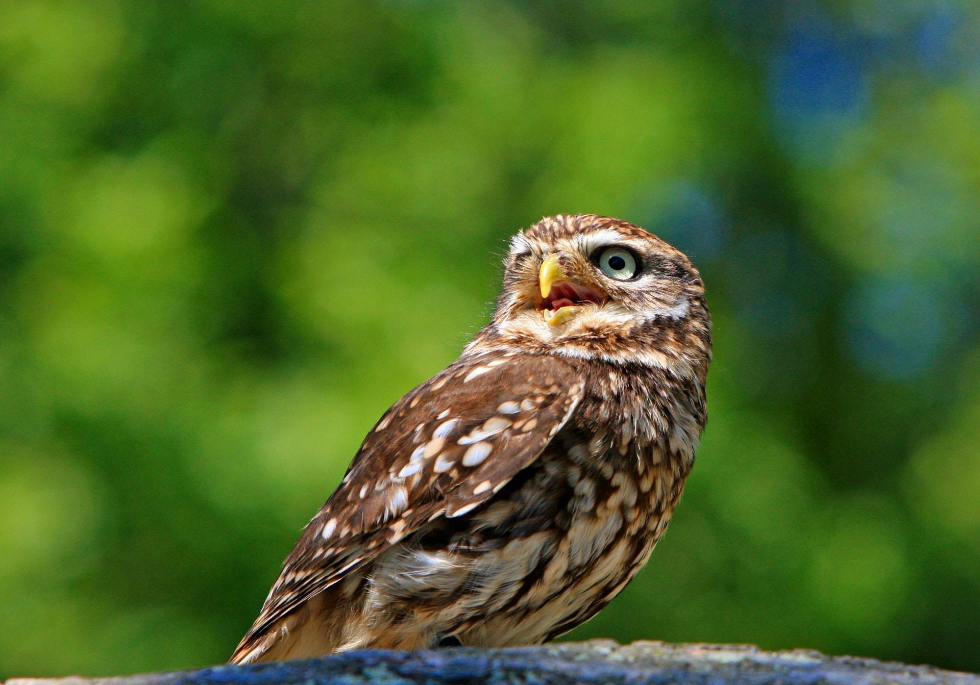 Owl Wallpaper Free HD to Download