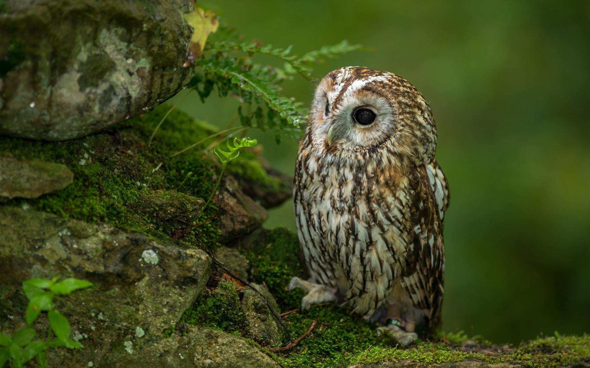 Little Owl Wallpapers Wallpaper Cave