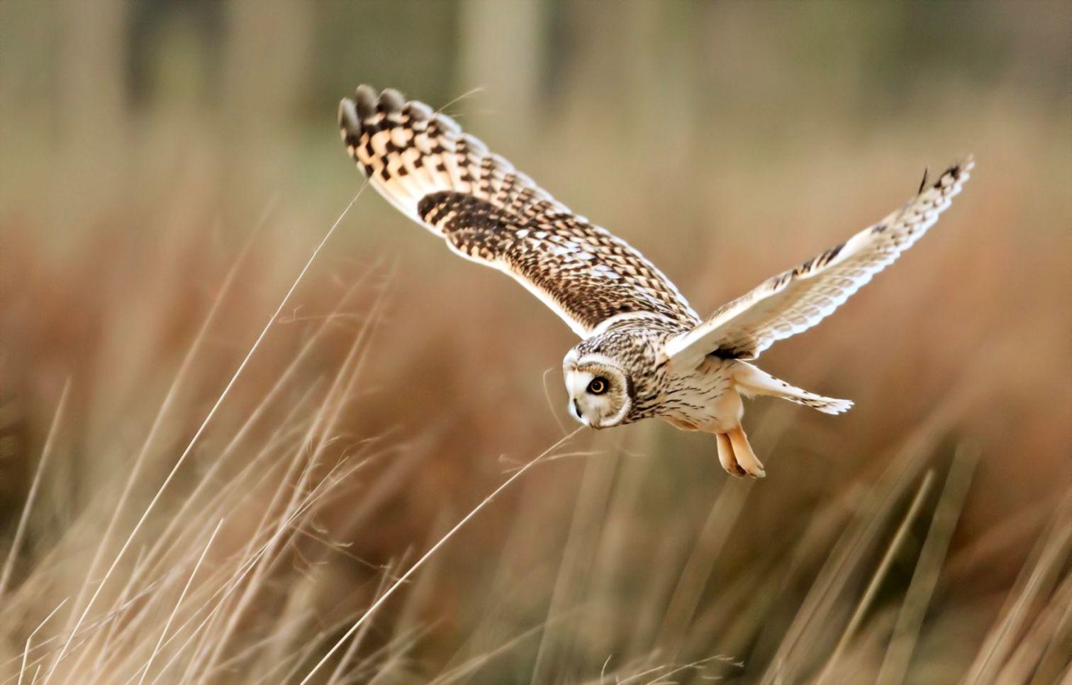 Little Owl Bird Look HD Wallpaper