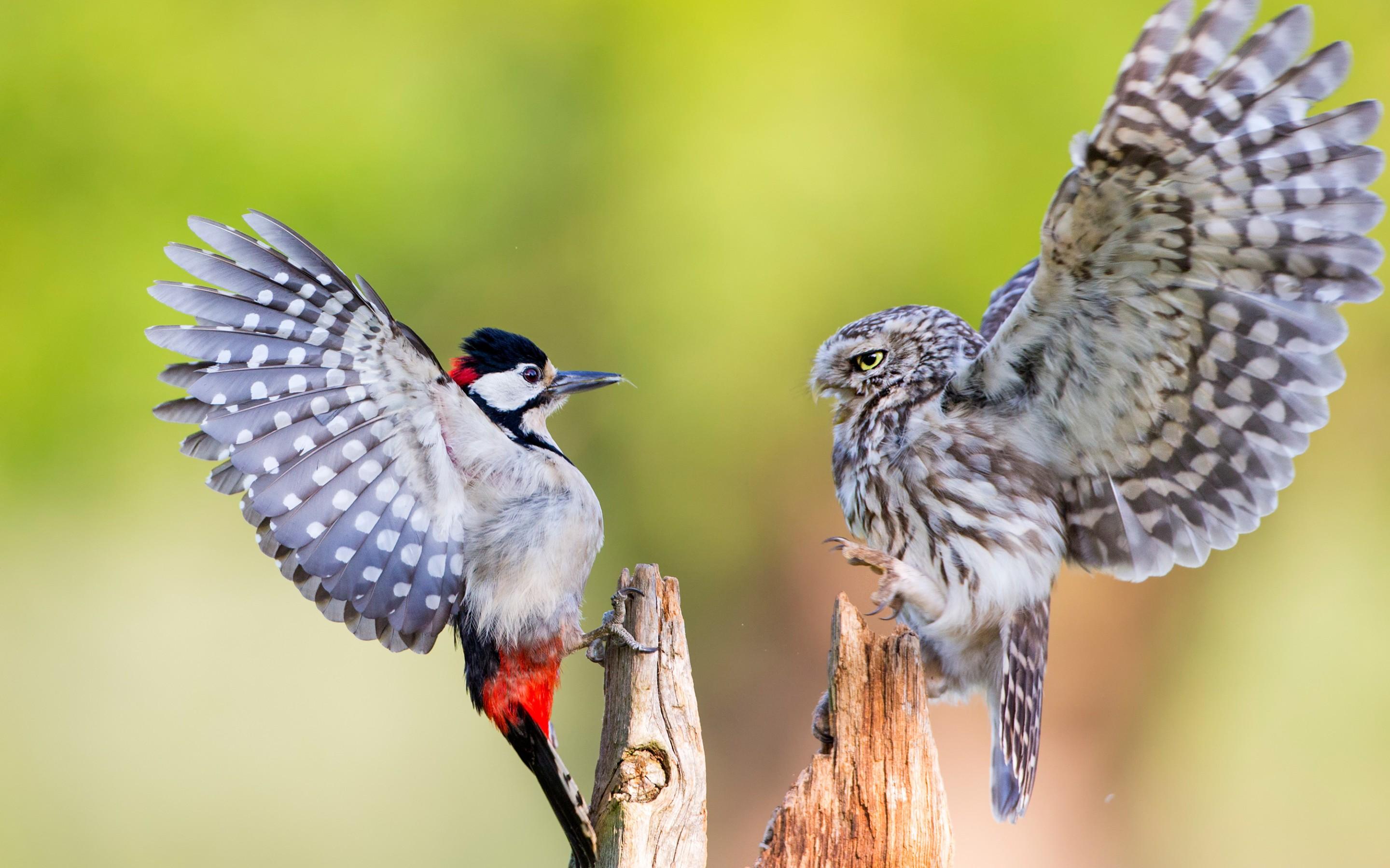 Wallpaper Little owl, Woodpecker, Birds, HD, Animals