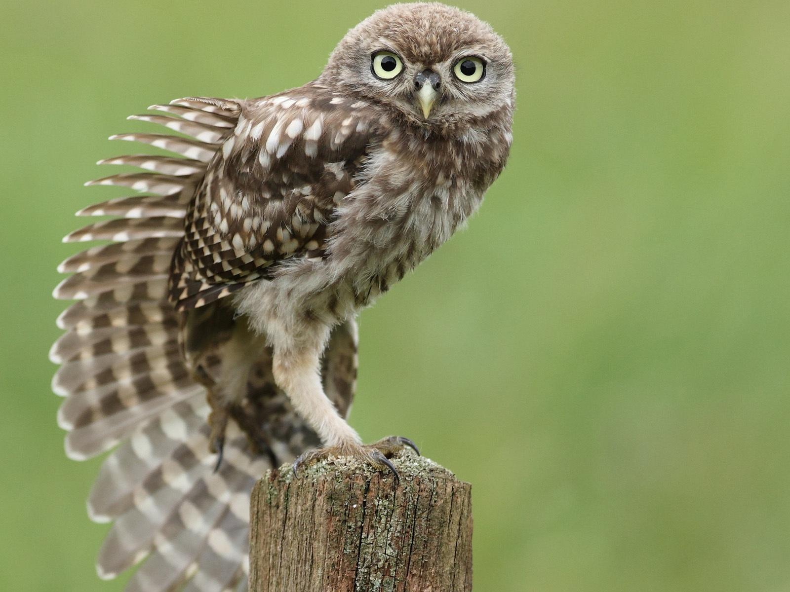Little Owl Wallpapers Wallpaper Cave