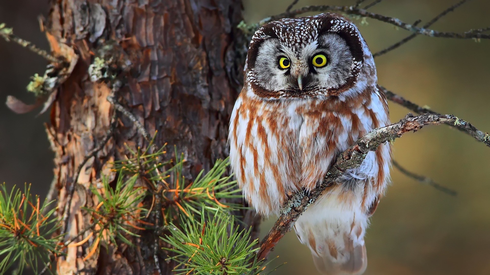 Cute Little Owl HD Wallpaper