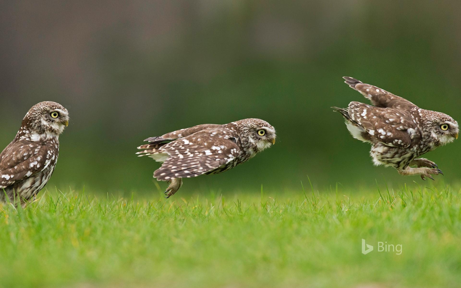Little Owl Wallpapers - Wallpaper Cave