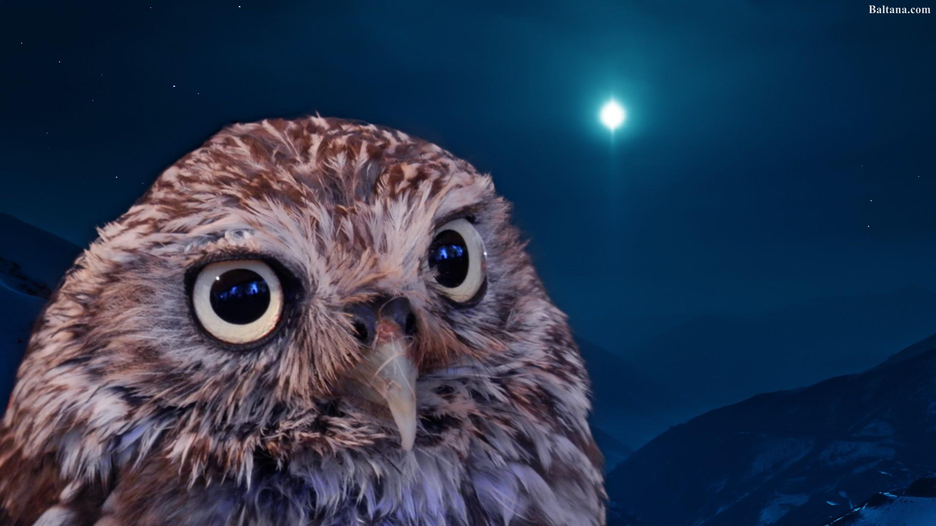Little Owl Wallpapers Wallpaper Cave