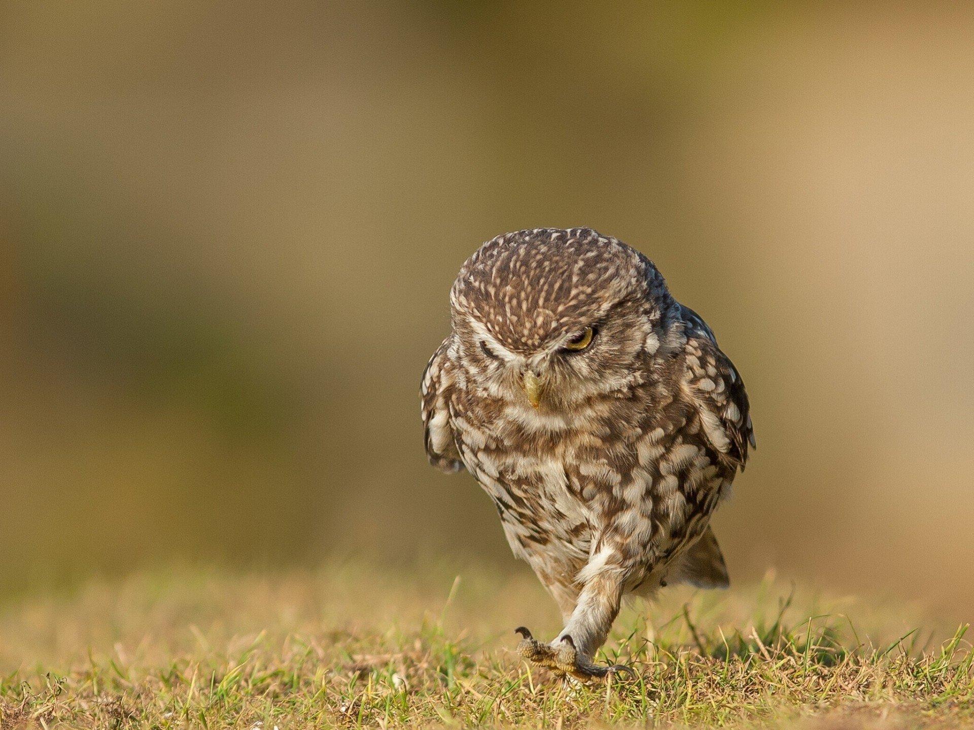 Little Owl Wallpapers - Wallpaper Cave