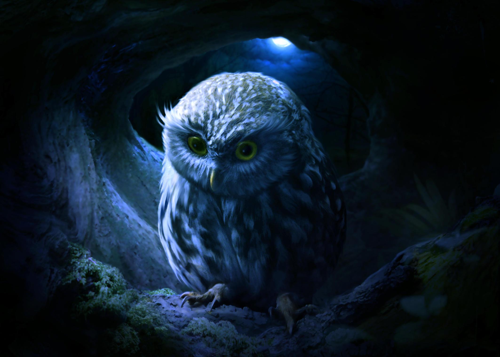 Little Owl, HD Artist, 4k Wallpaper, Image, Background