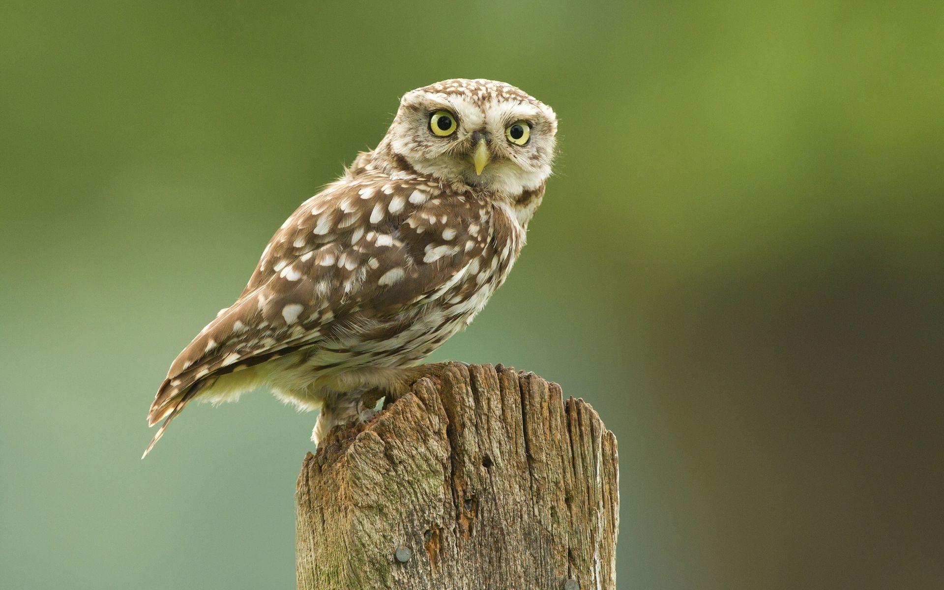 Little Owl Wallpapers - Wallpaper Cave