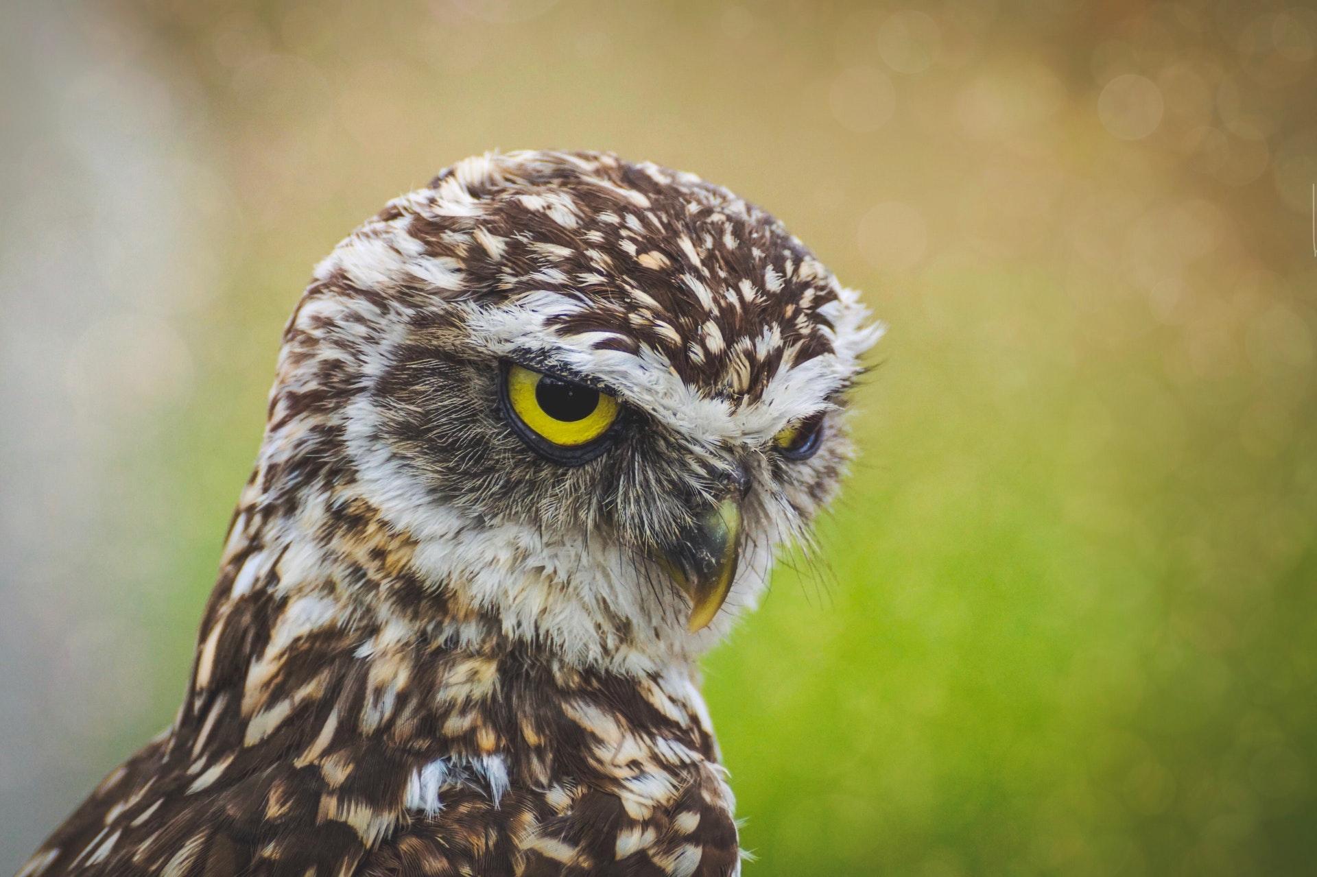Little Owl Wallpapers Wallpaper Cave