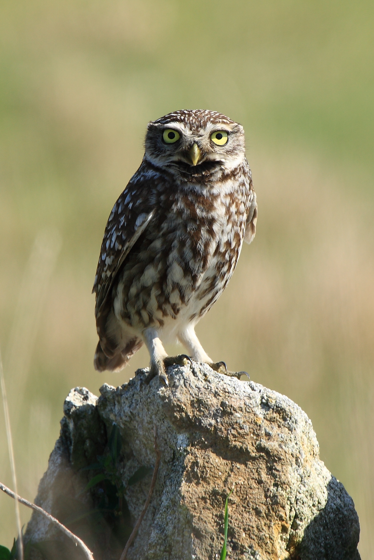 Little Owl photo and wallpaper. Collection of the Little