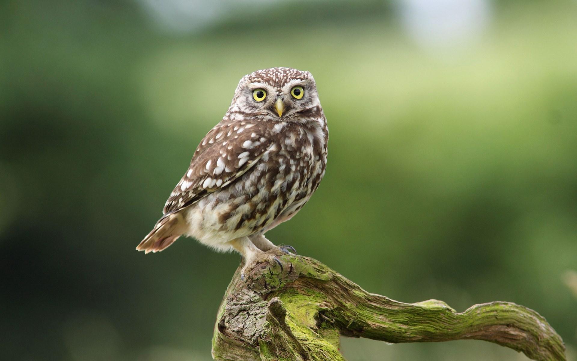 Cute Owl Bird Dry Branch Desktop Wallpaper