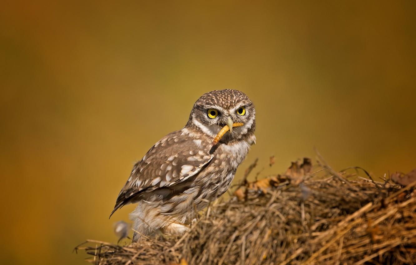 Wallpaper birds, the little owl, owl image for desktop