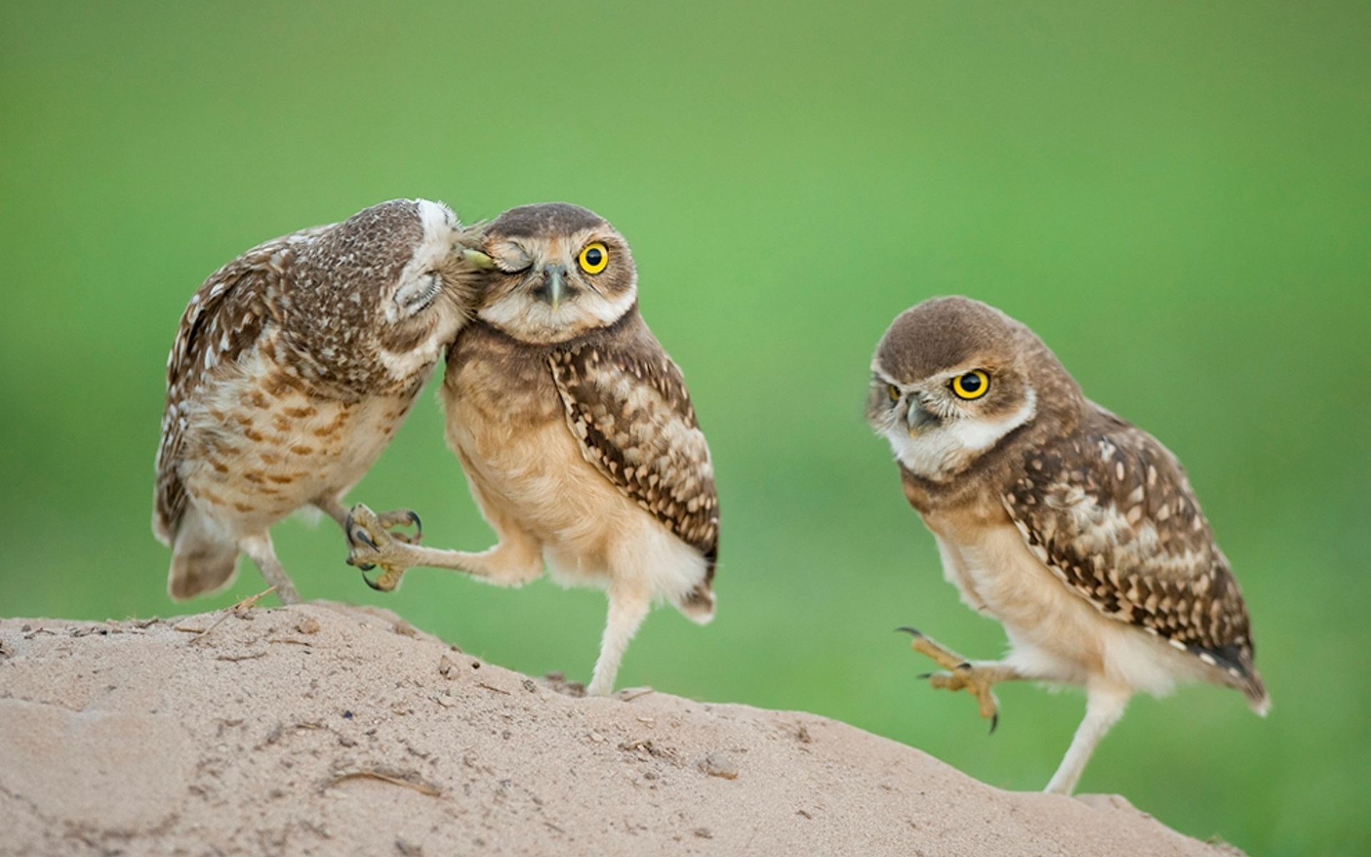 Little Owls wallpaper