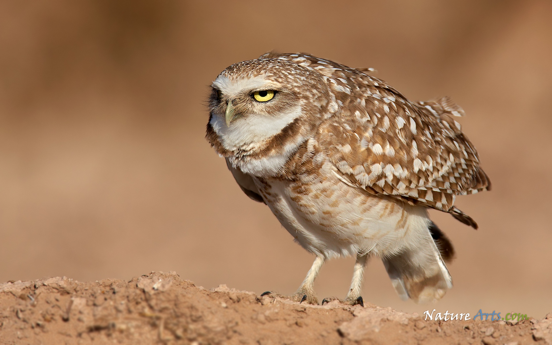 Burrowing Owl wallpaper