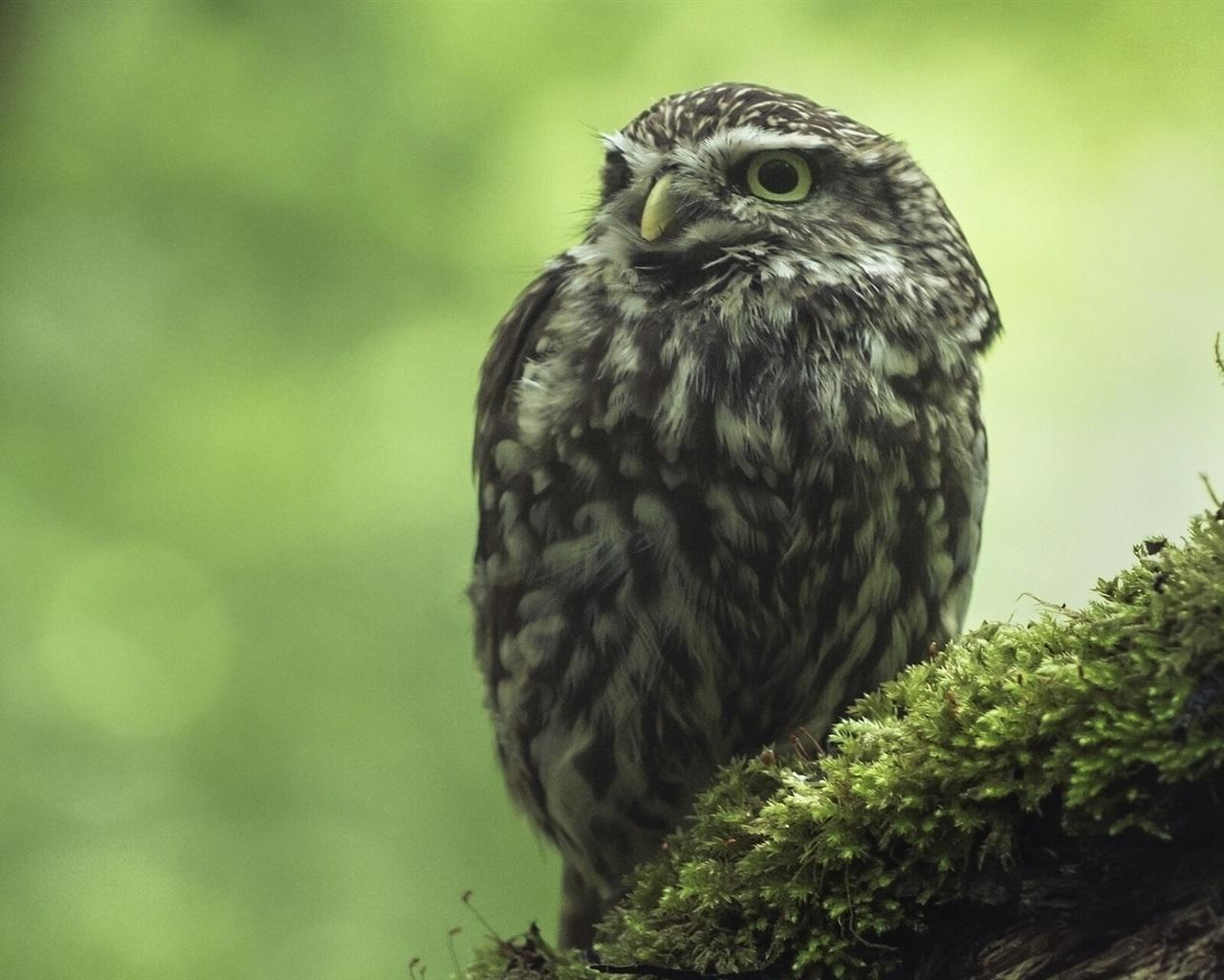 Wallpaper Little owl, moss, bokeh 1920x1200 HD Picture, Image
