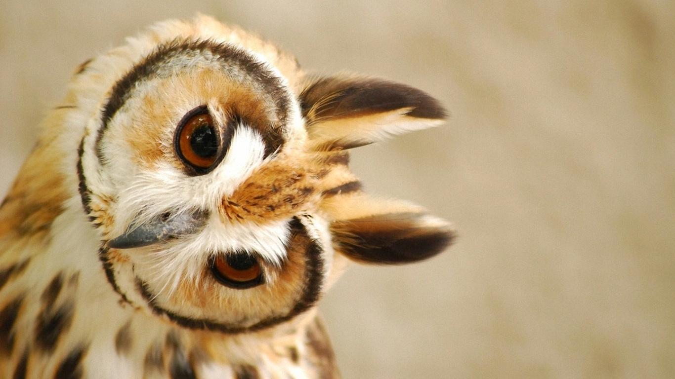 Wallpaper owl Gallery
