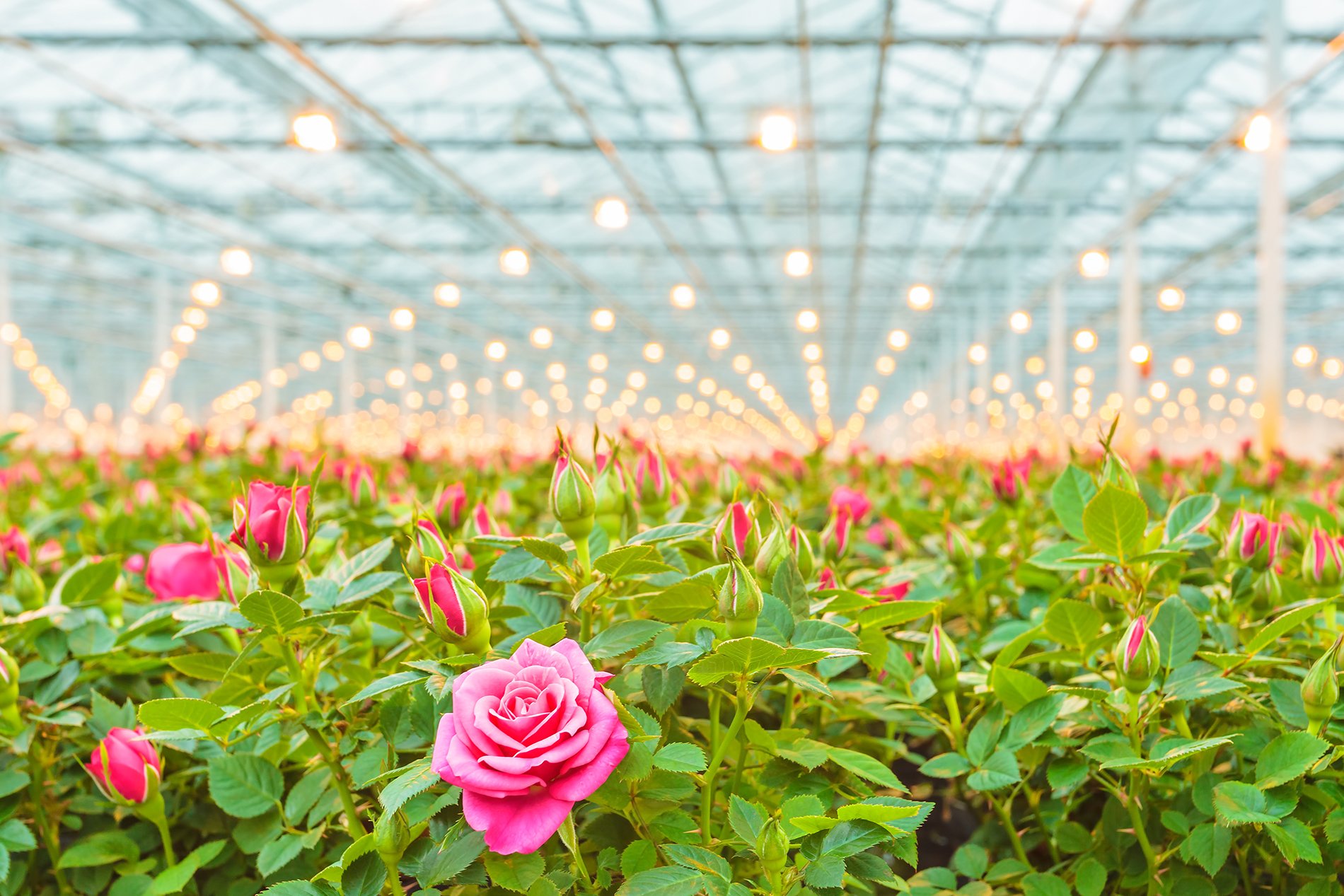 The Roses grown in greenhouse 53115 Wallpaper