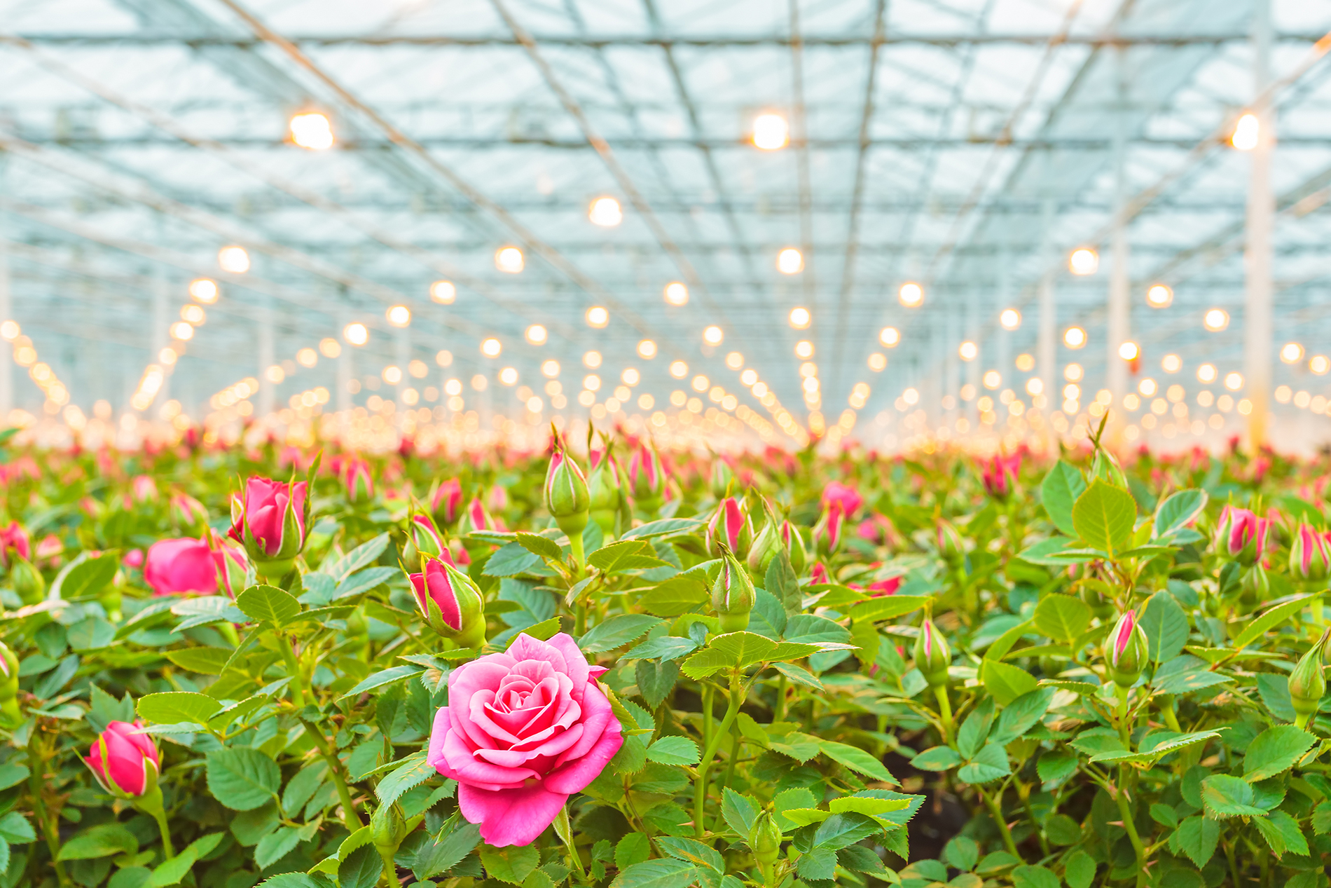 The Roses grown in greenhouse 53115 Wallpaper