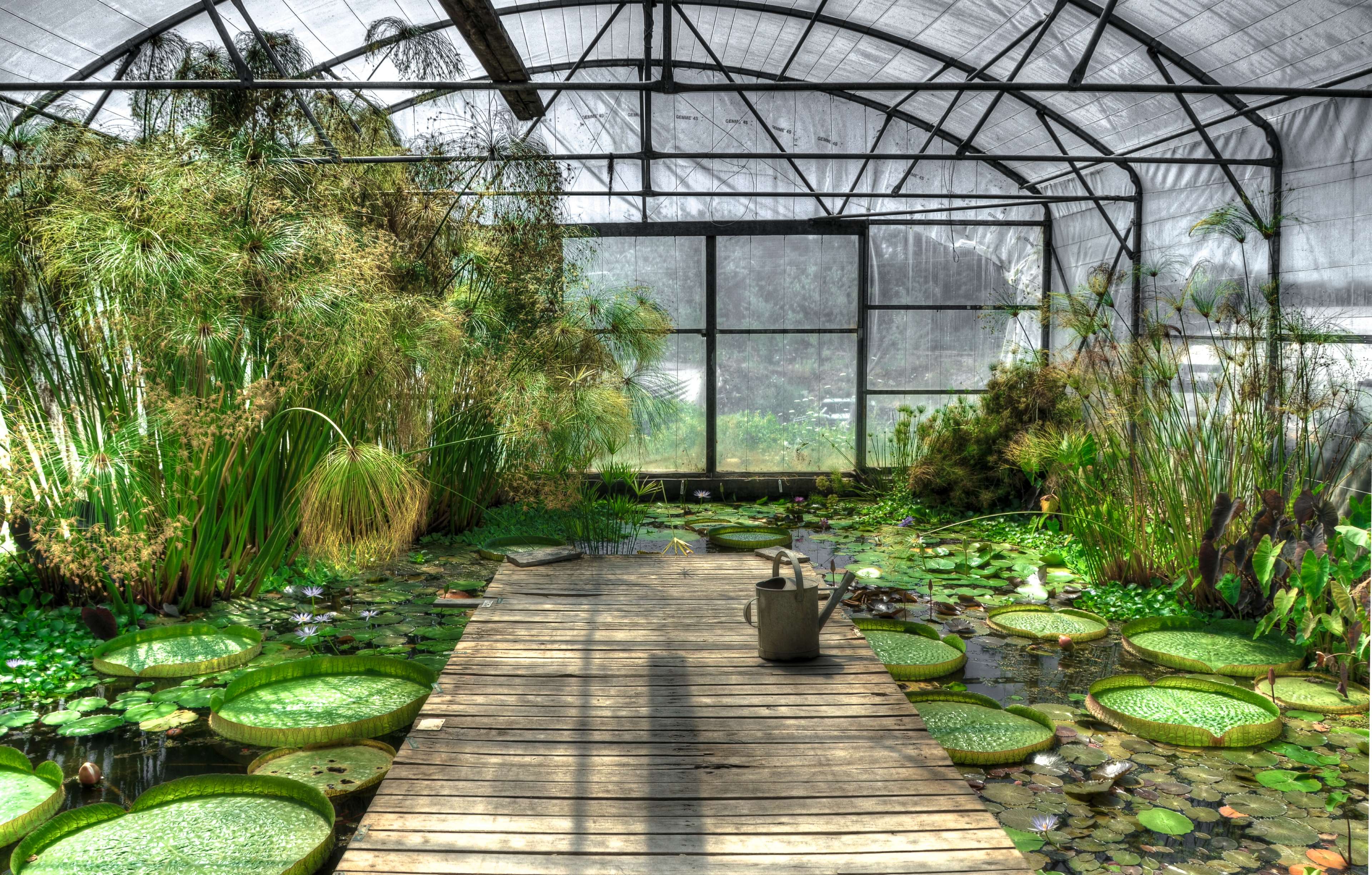 dock, flower, greenhouse, plants, water 4k wallpaper